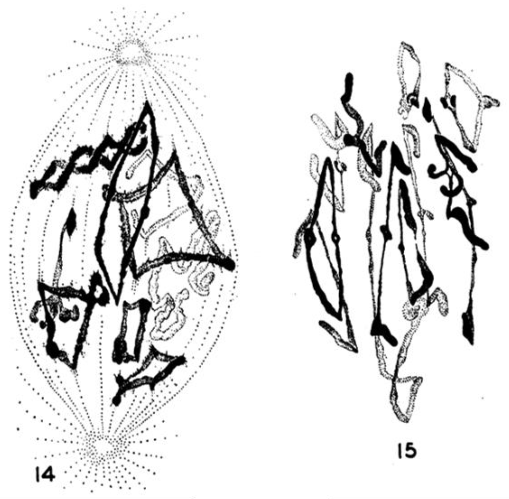Biology 05 00055 g018