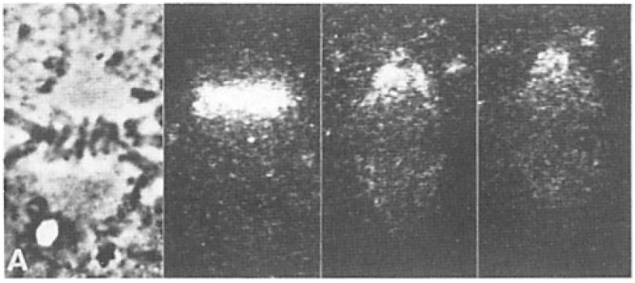 Biology 05 00055 g021