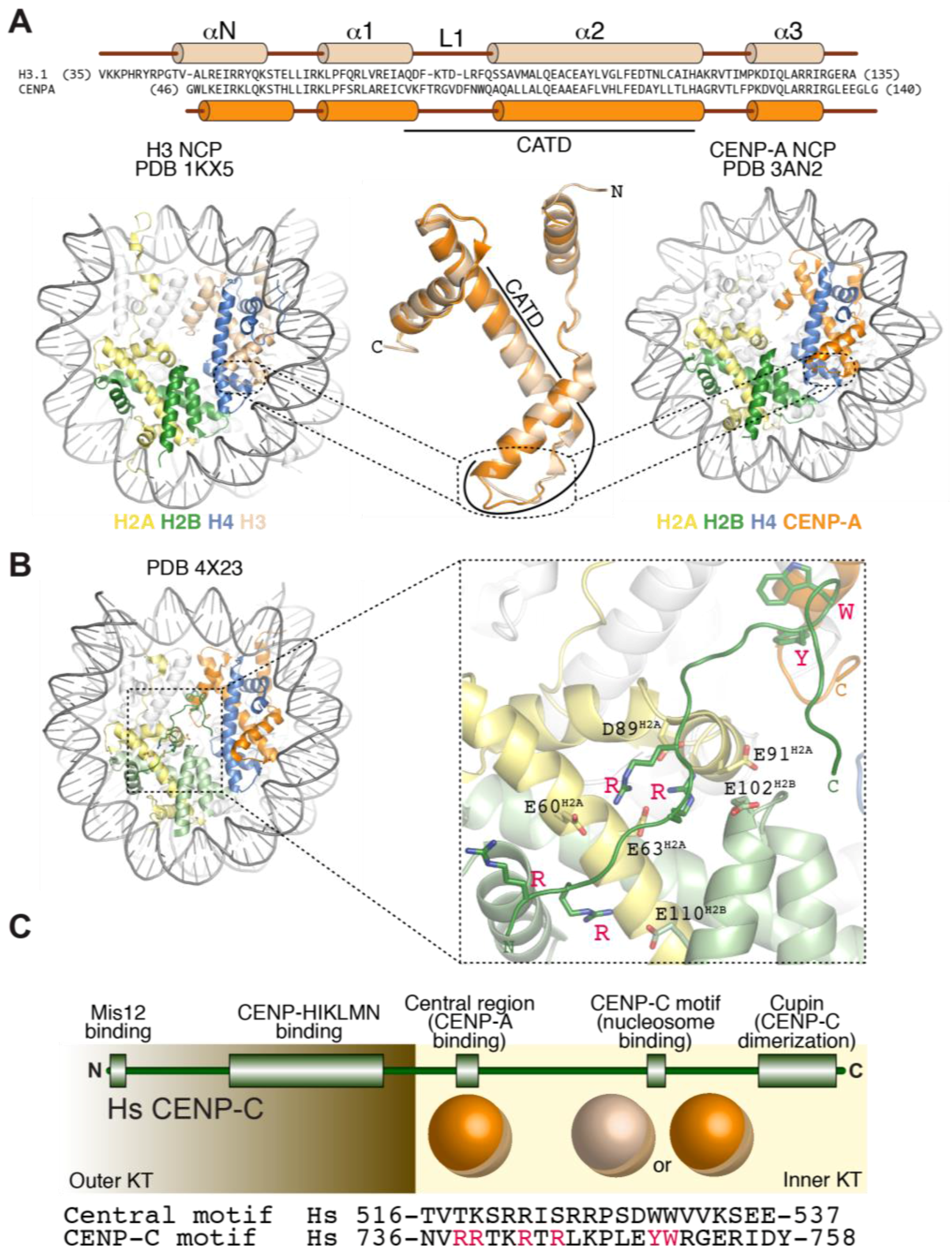 A Molecular View of Kinetochore Assembly and ... Biology Diagrams