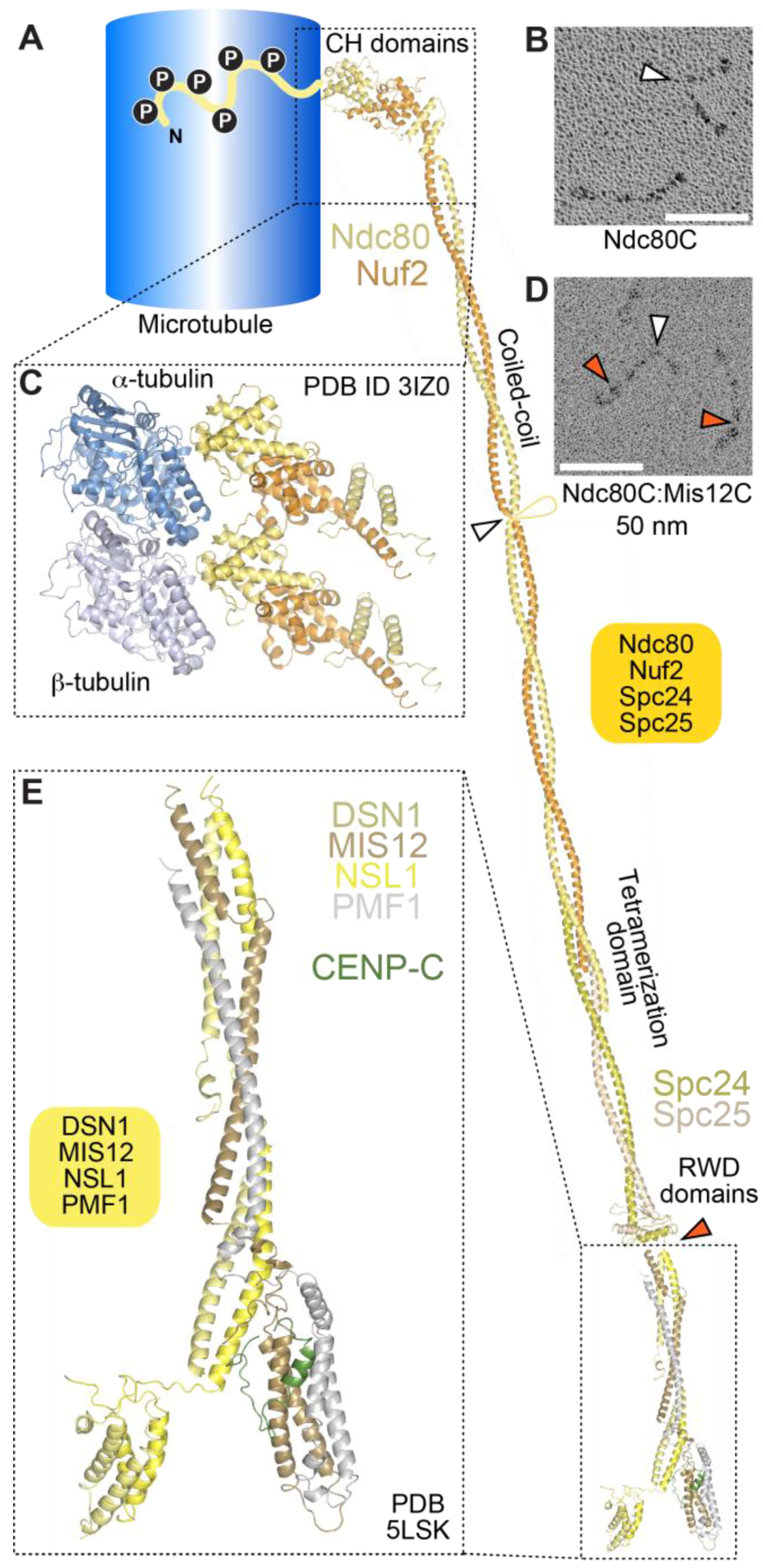 A Molecular View of Kinetochore Assembly and ... Biology Diagrams