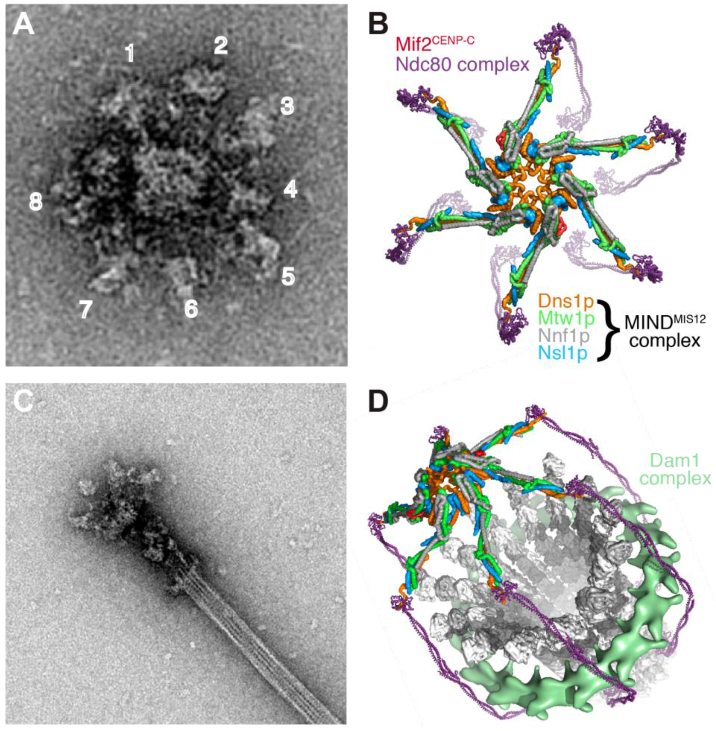 A Molecular View of Kinetochore Assembly and ... Biology Diagrams