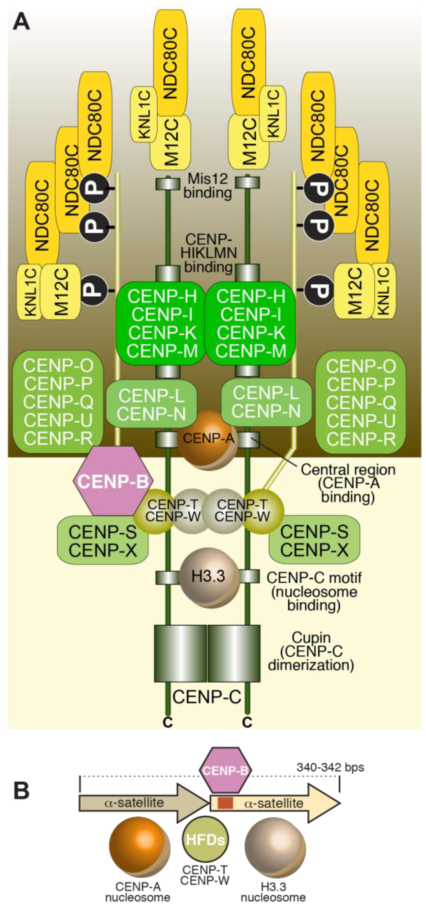 A Molecular View of Kinetochore Assembly and ... Biology Diagrams