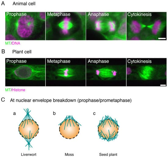 Biology | Free Full-Text | Mitotic Spindle Assembly in Land Plants:  Molecules and Mechanisms