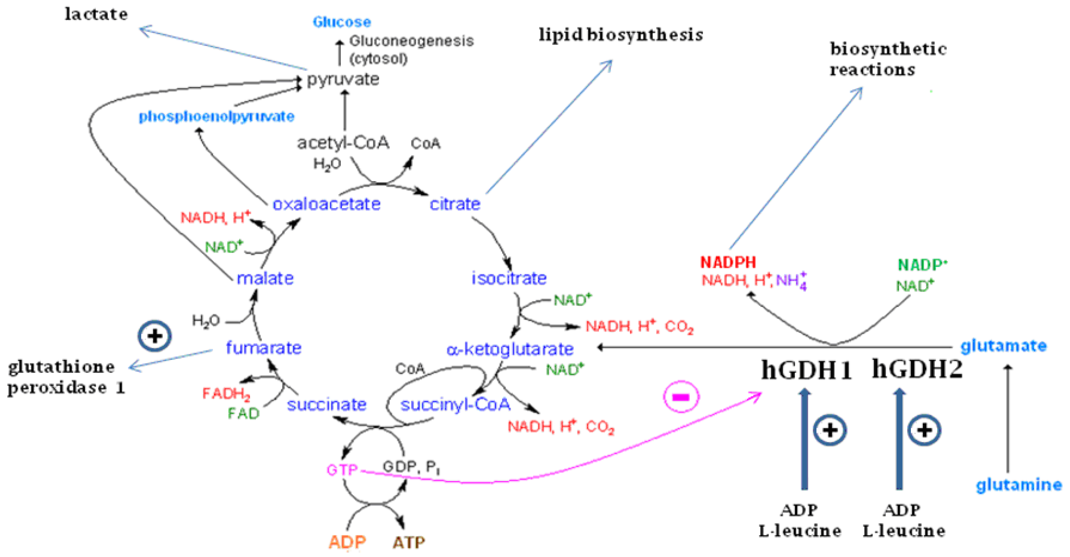 The Glutamate Dehydrogenase Pathway and Its Roles in Cell and Tissue The Glutamate Dehydrogenase Pathway and Its Roles in Cell and Tissue