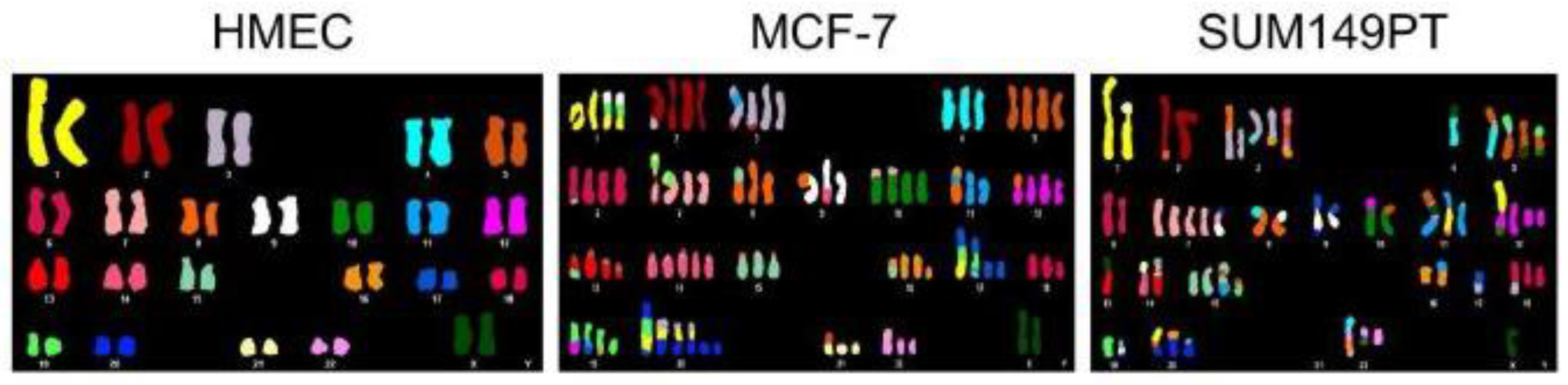 The Consequences of Chromosome Segregation ... Biology Diagrams