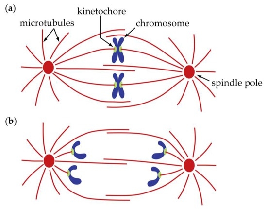 what separates in anaphase 1