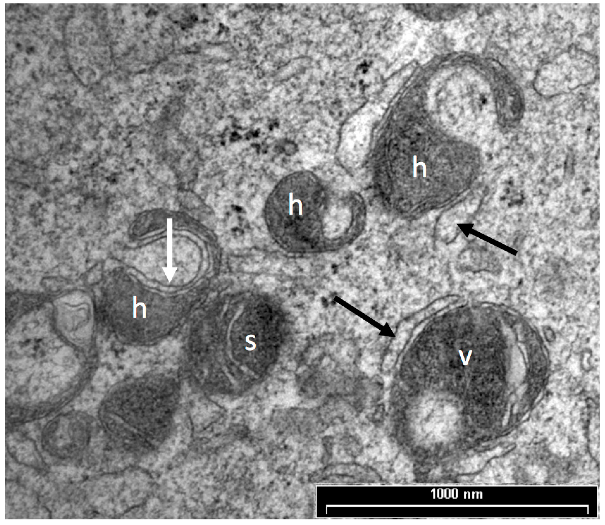 Biology 06 00035 g001