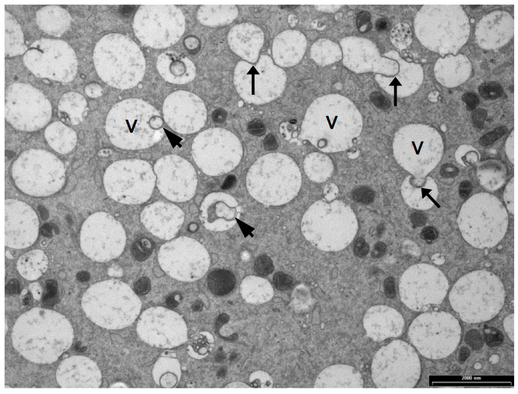 Biology 06 00035 g004