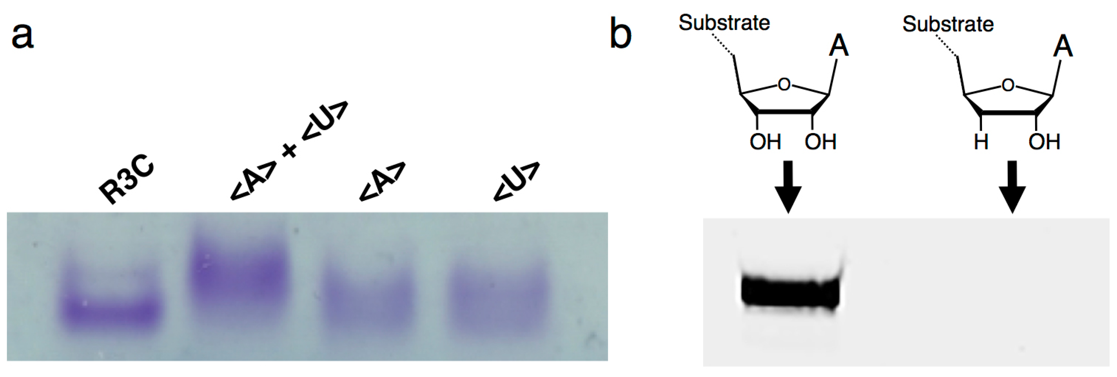 Biology 07 00007 g005 550