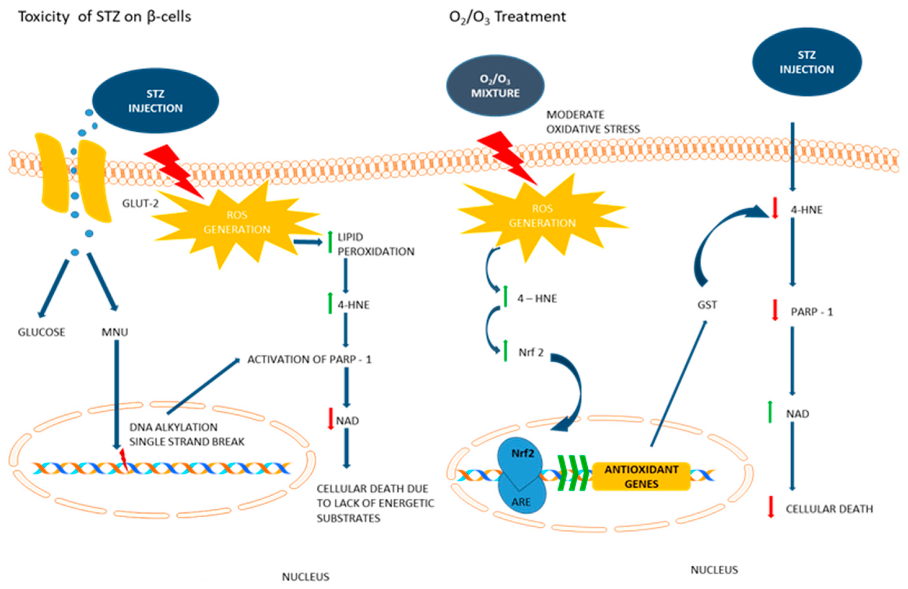 Biology 07 00010 g009 Biology 07 00010 g009