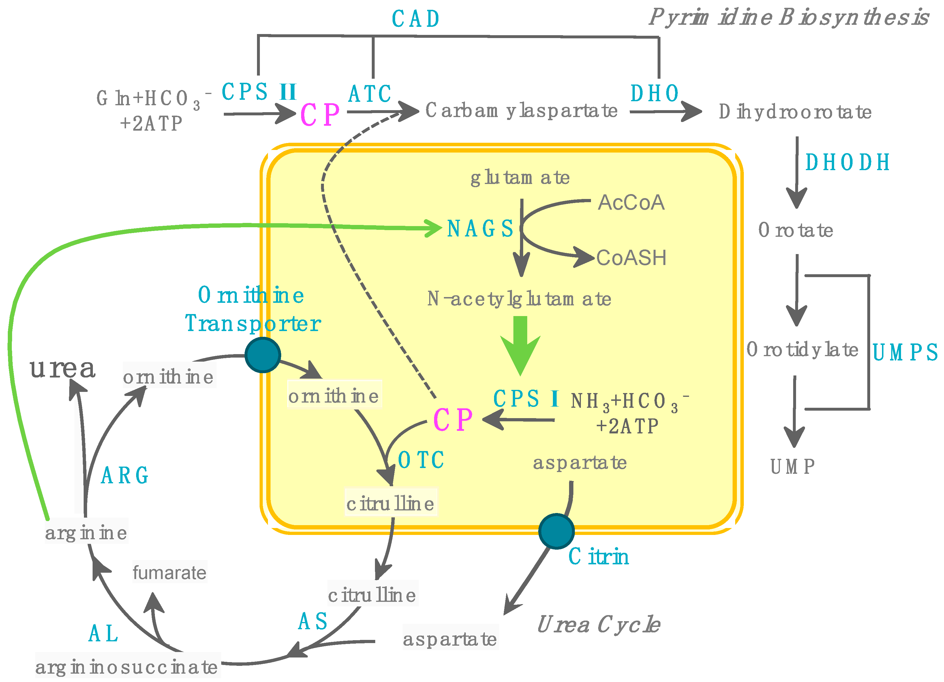 Biology 07 00034 g008