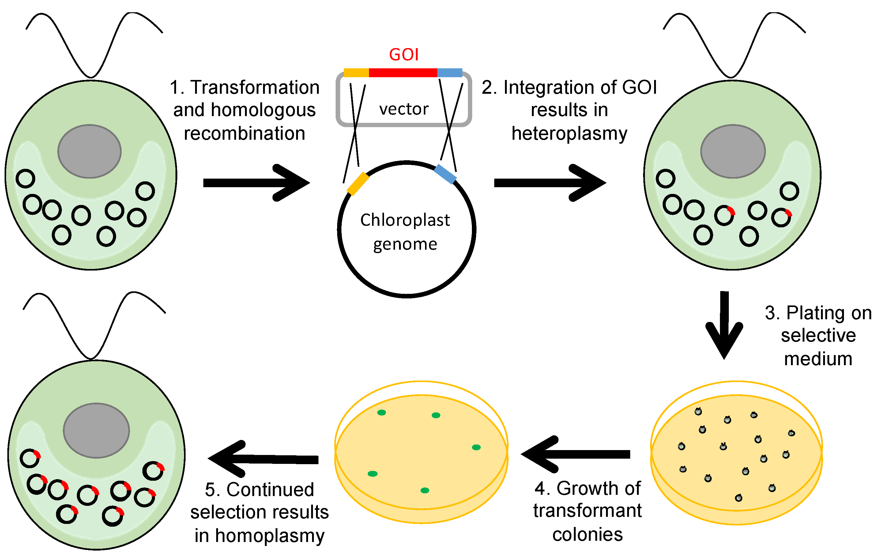 biology free full text selectable markers and reporter reporter genes