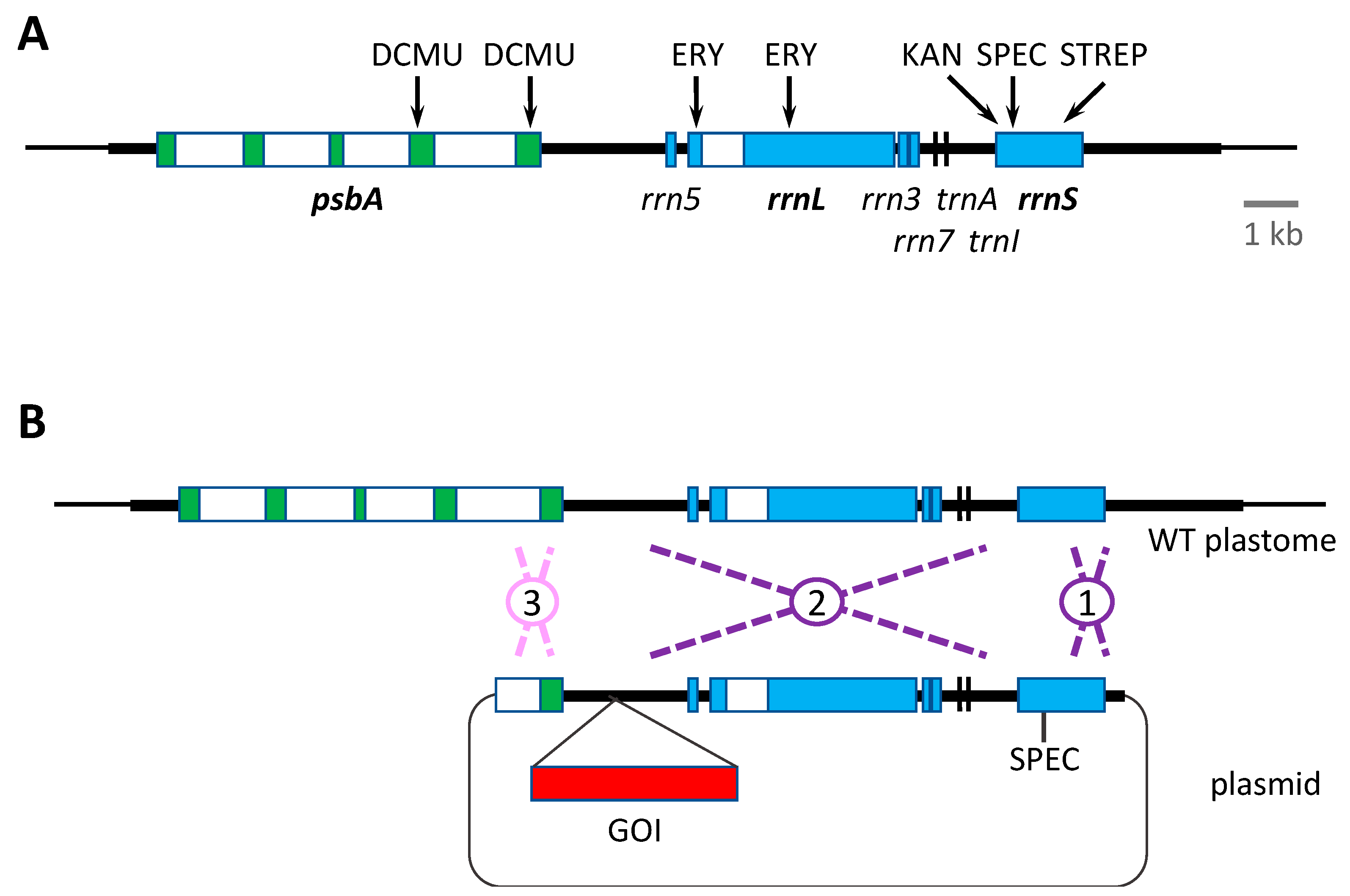 Biology 07 00046 g003 Biology 07 00046 g003