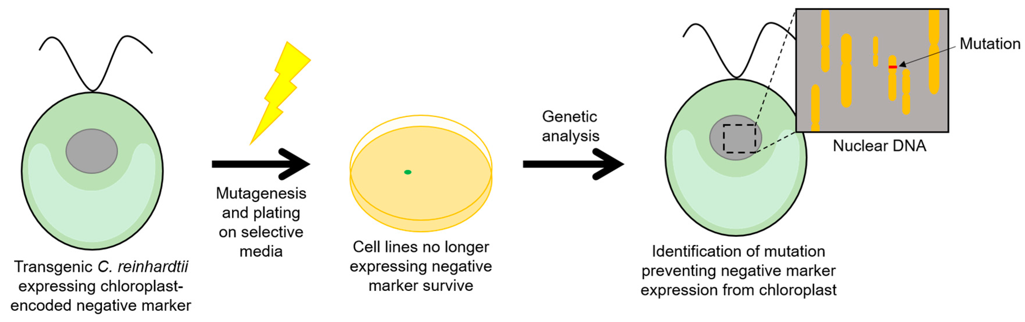 Biology 07 00046 g005 Biology 07 00046 g005