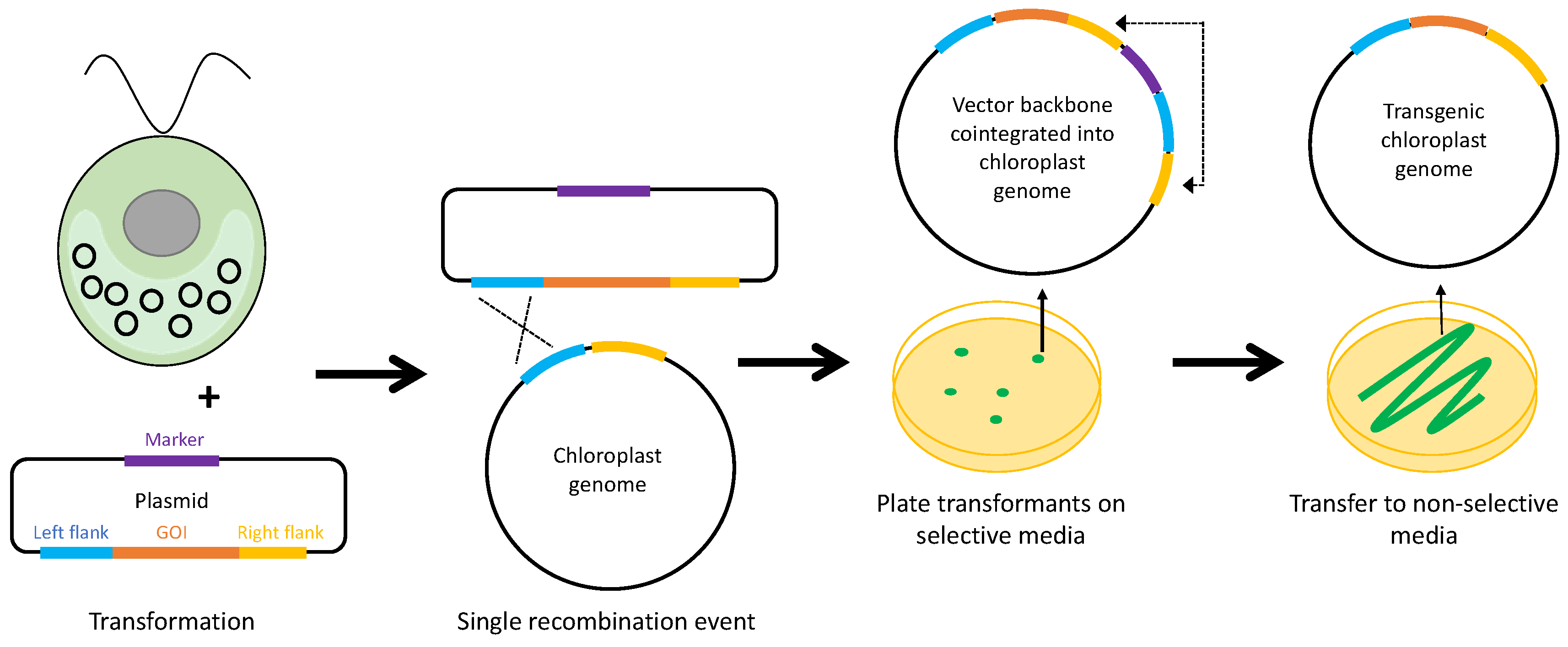 Biology Free FullText Selectable Markers and Reporter Genes for