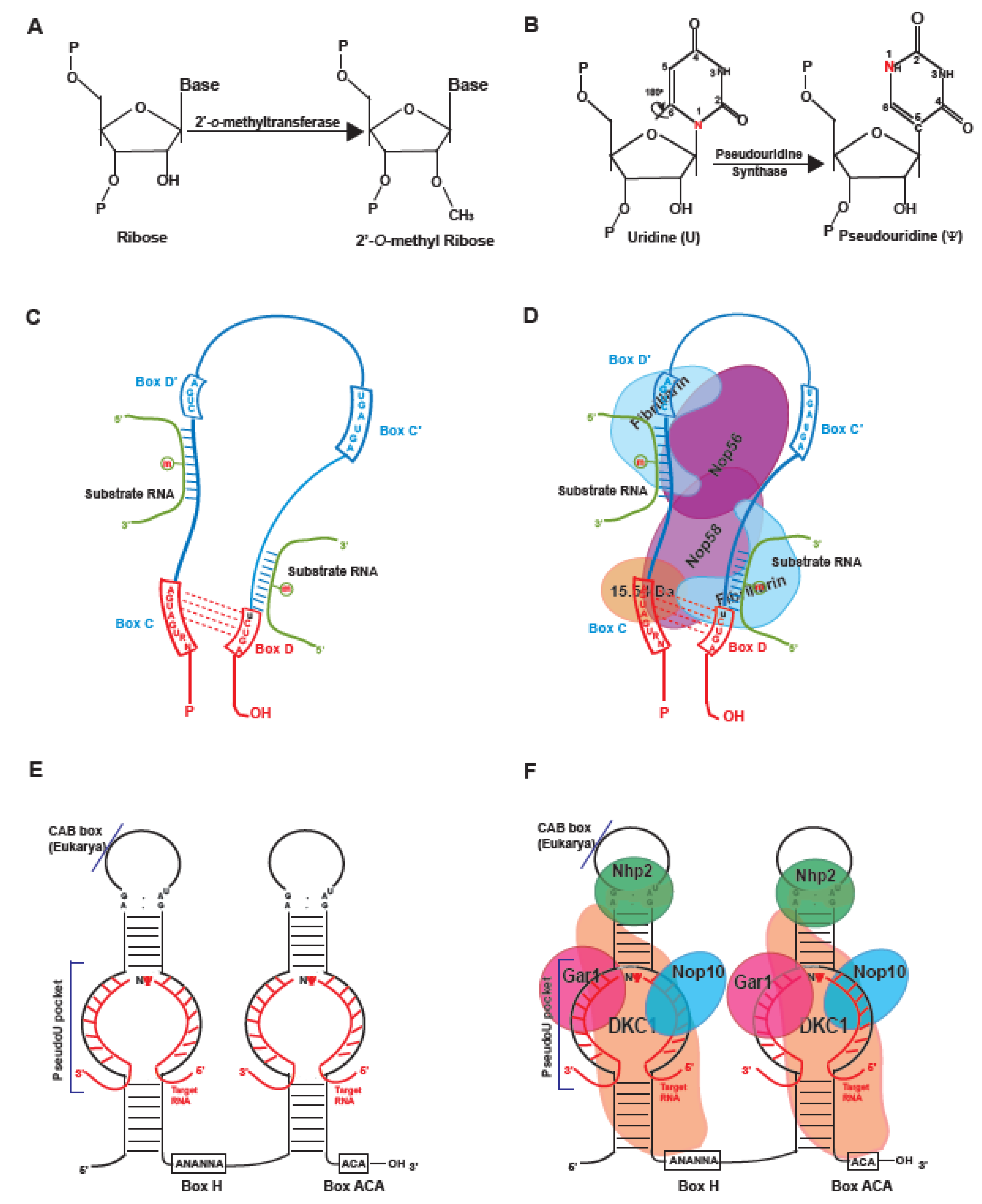 Biology 08 00001 g001