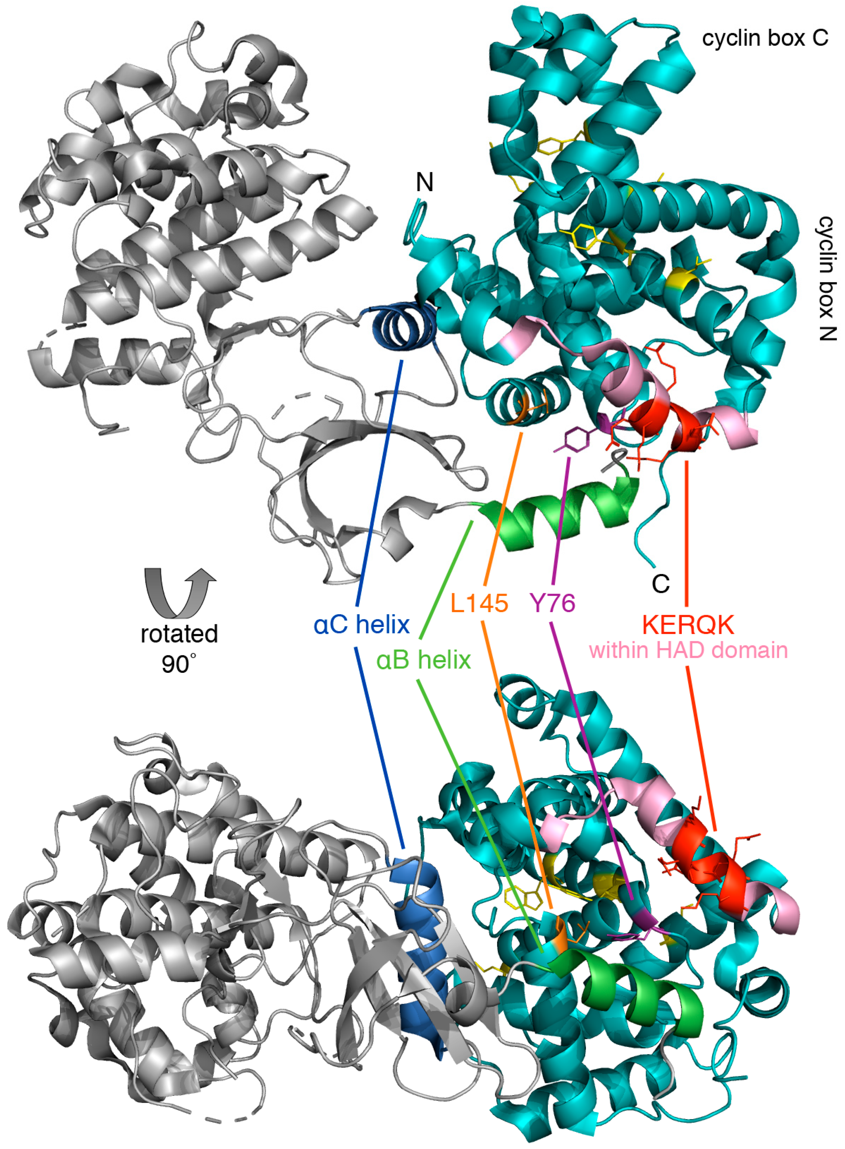 Biology 08 00003 g004