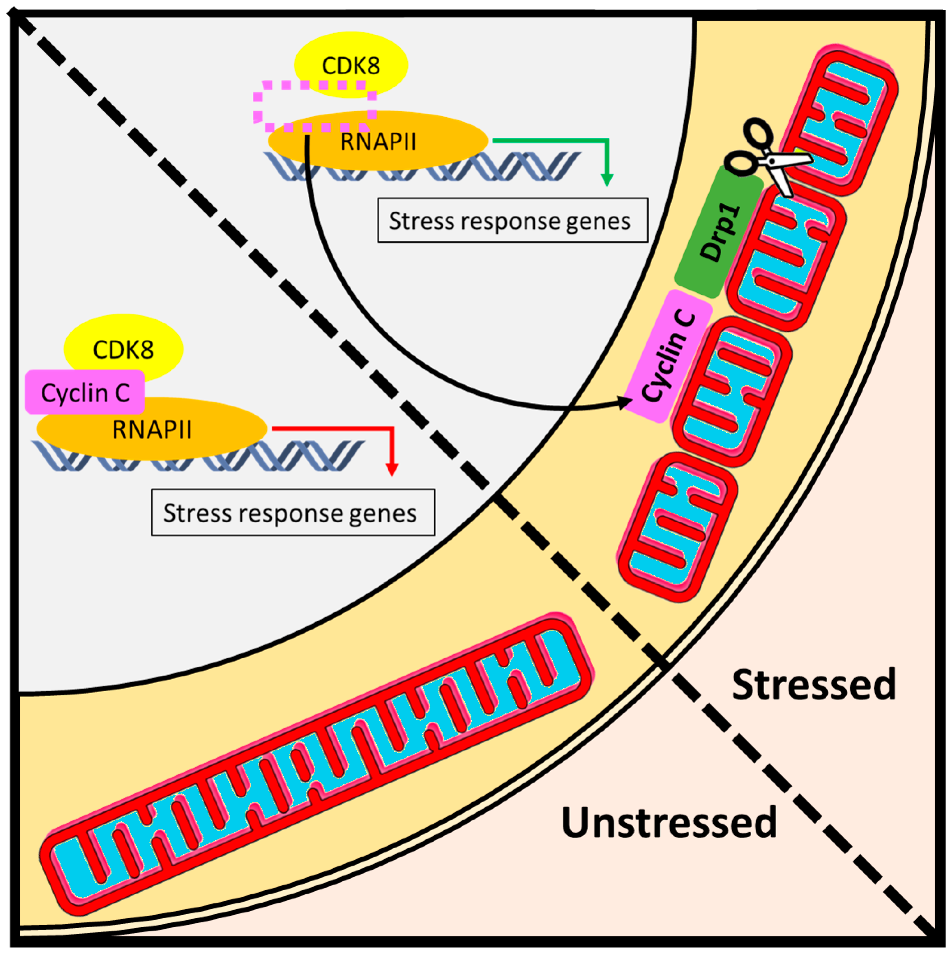 Cyclin C: The Story of a Non-Cycling Cyclin Biology Diagrams