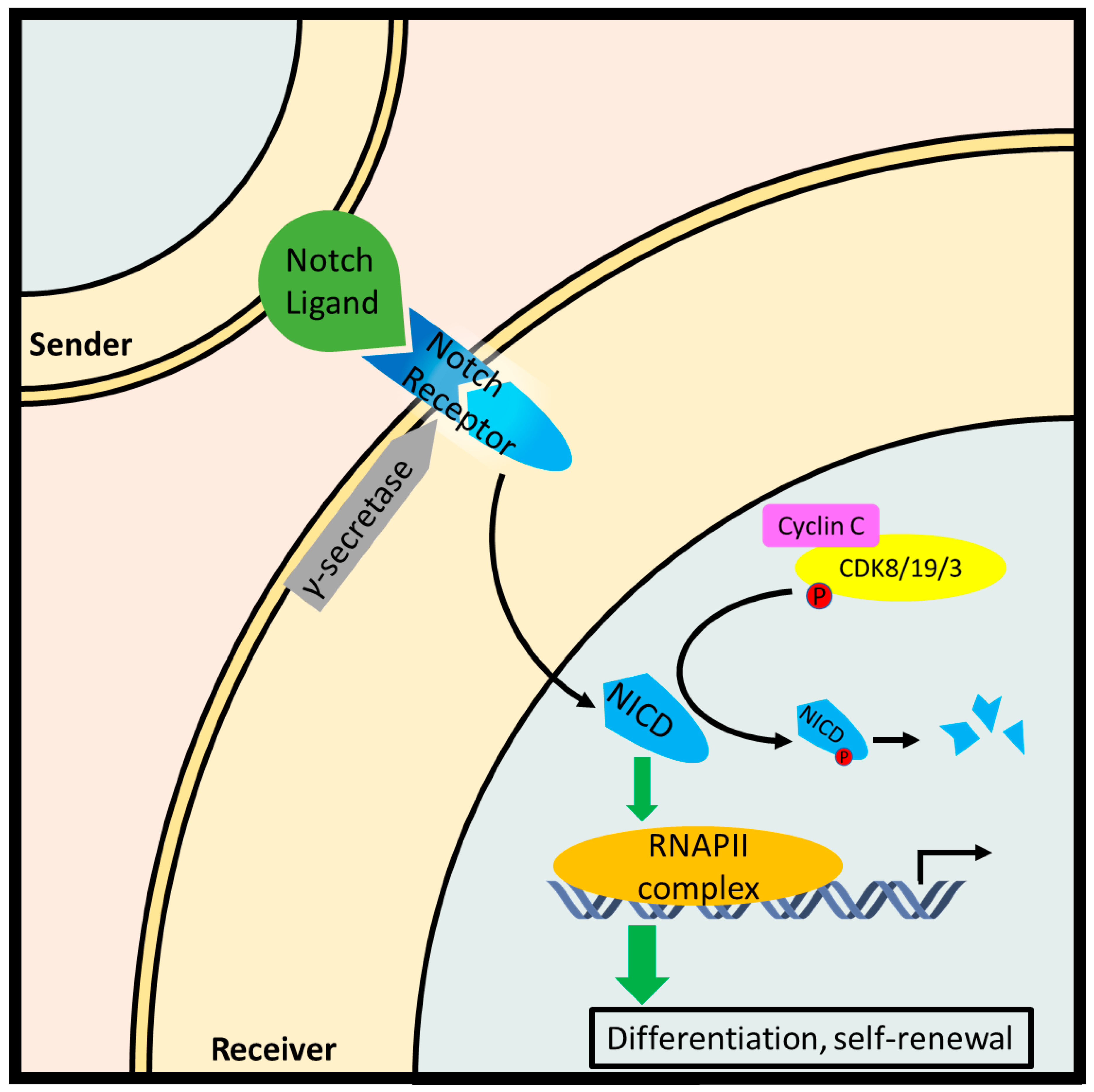 Cyclin C: The Story of a Non-Cycling Cyclin Biology Diagrams