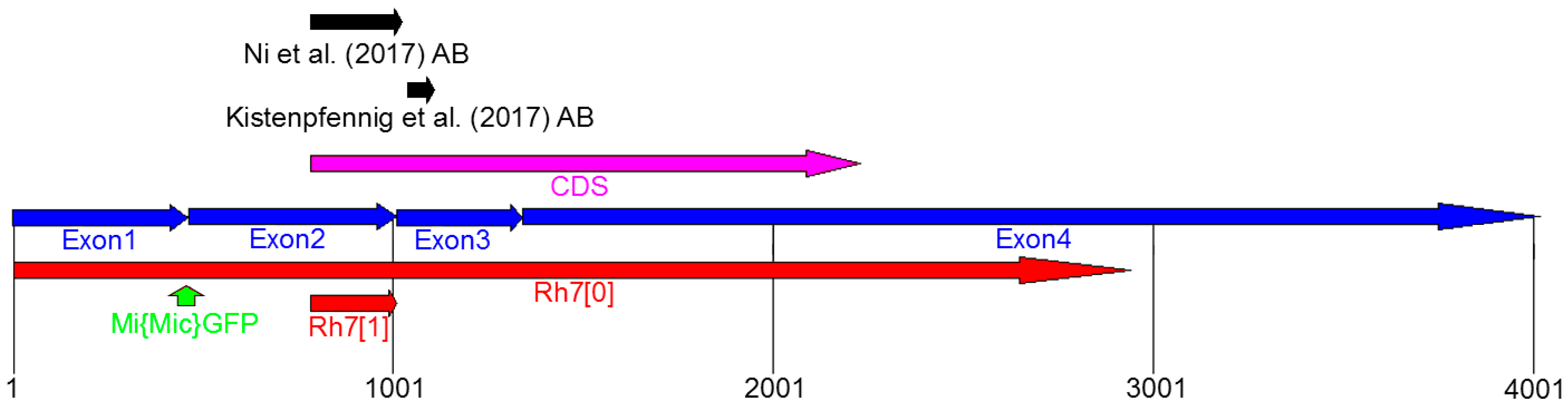 Biology 08 00006 g003 Biology 08 00006 g003