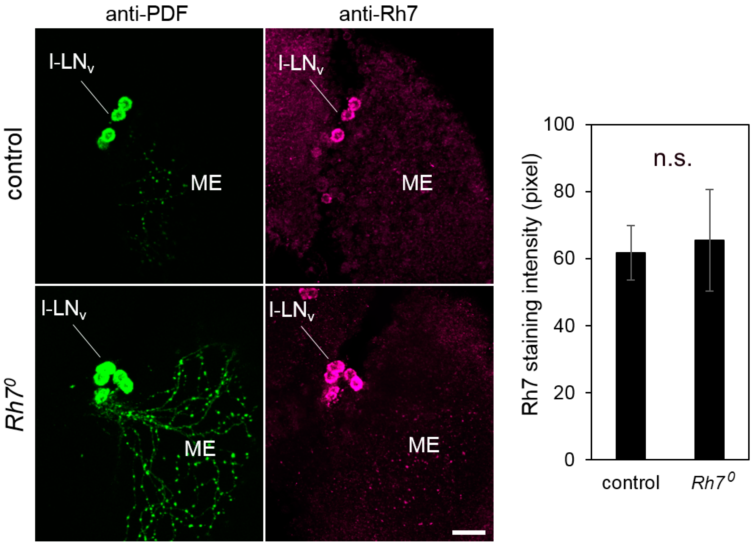 Biology 08 00006 g006 Biology 08 00006 g006