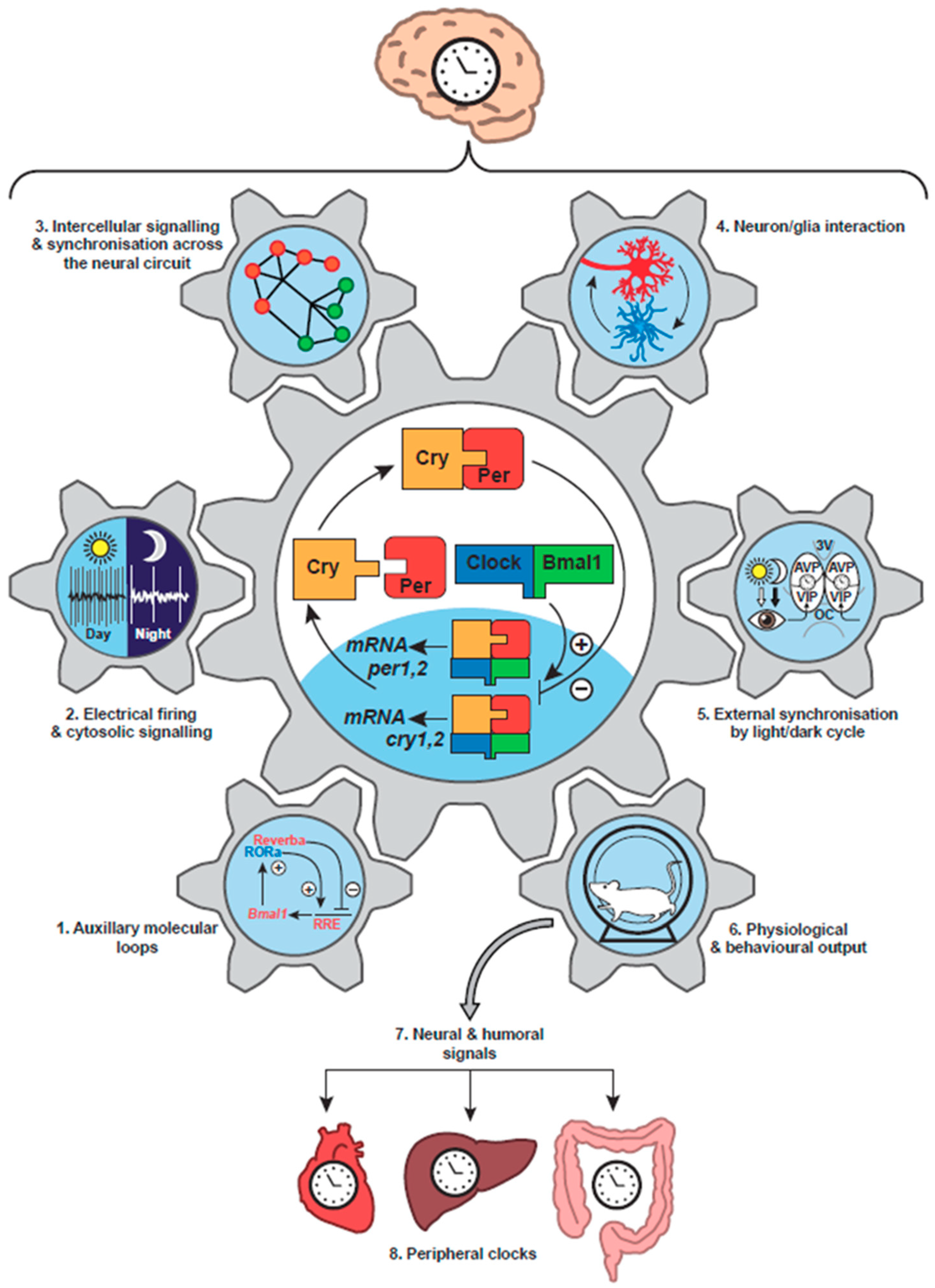 Biology 08 00013 g001