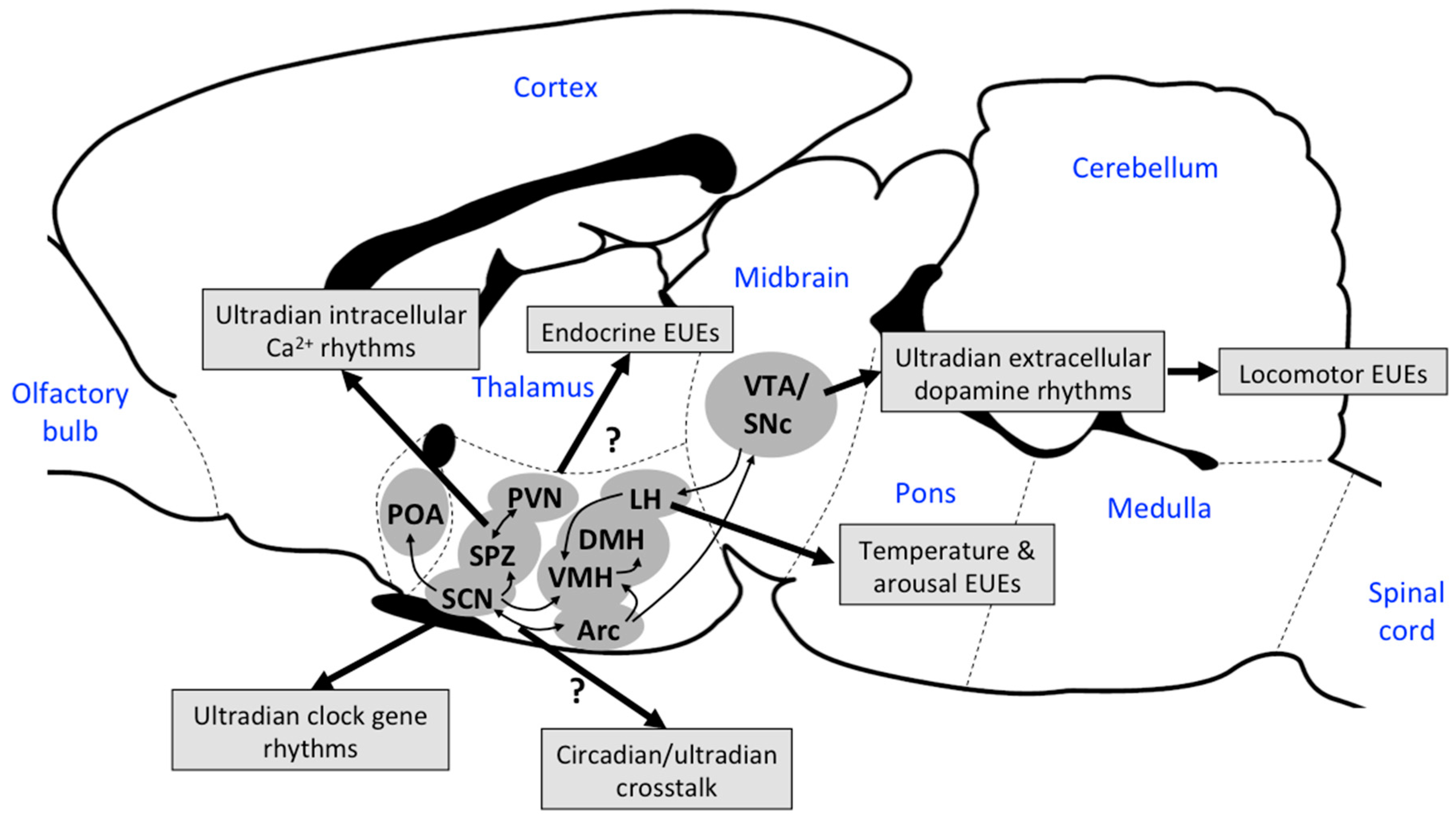 Biology 08 00015 g005