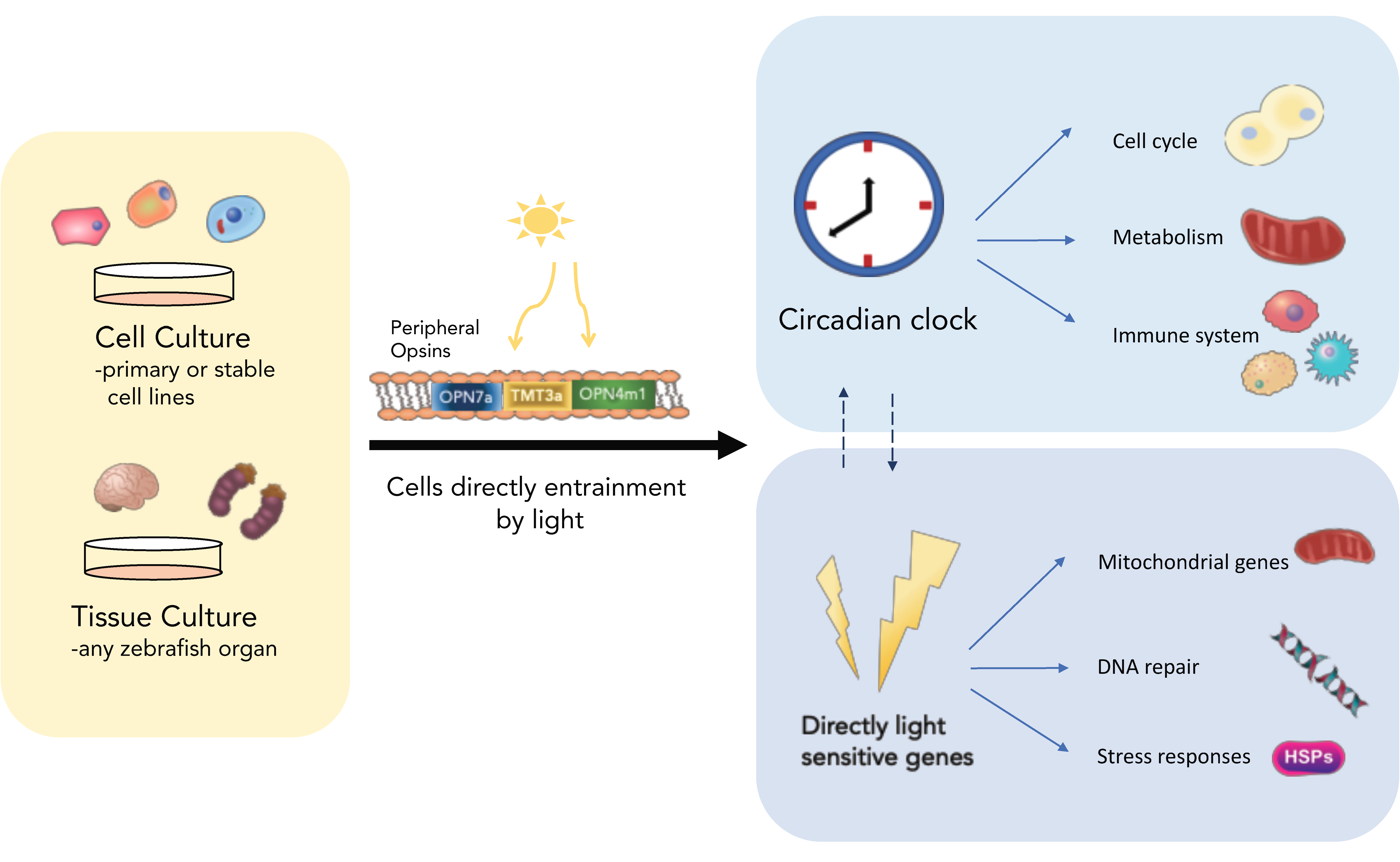 Clever Clocks Meaning Daylight savings begins sunday, march 10. bmp