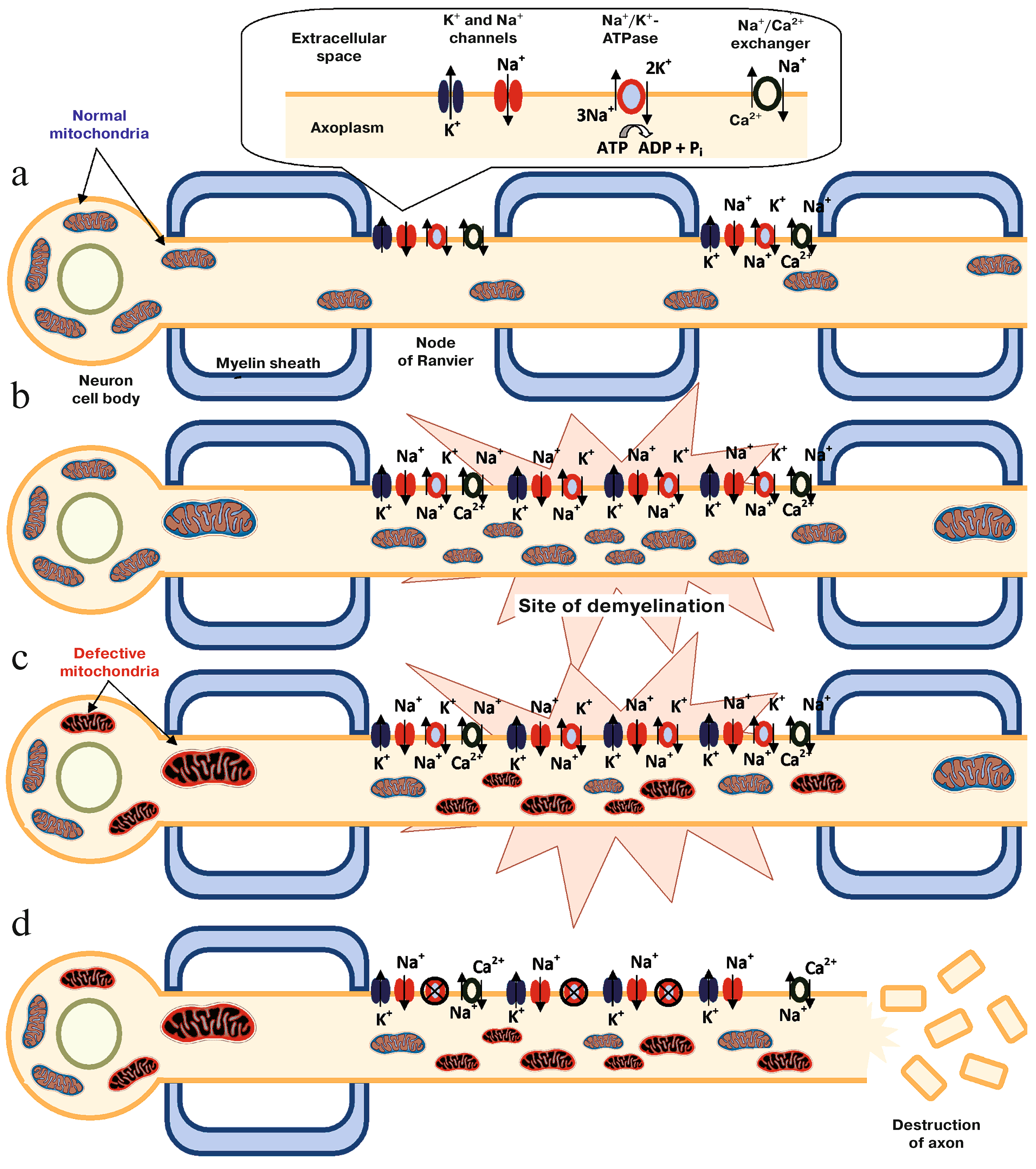 Biology 08 00037 g002
