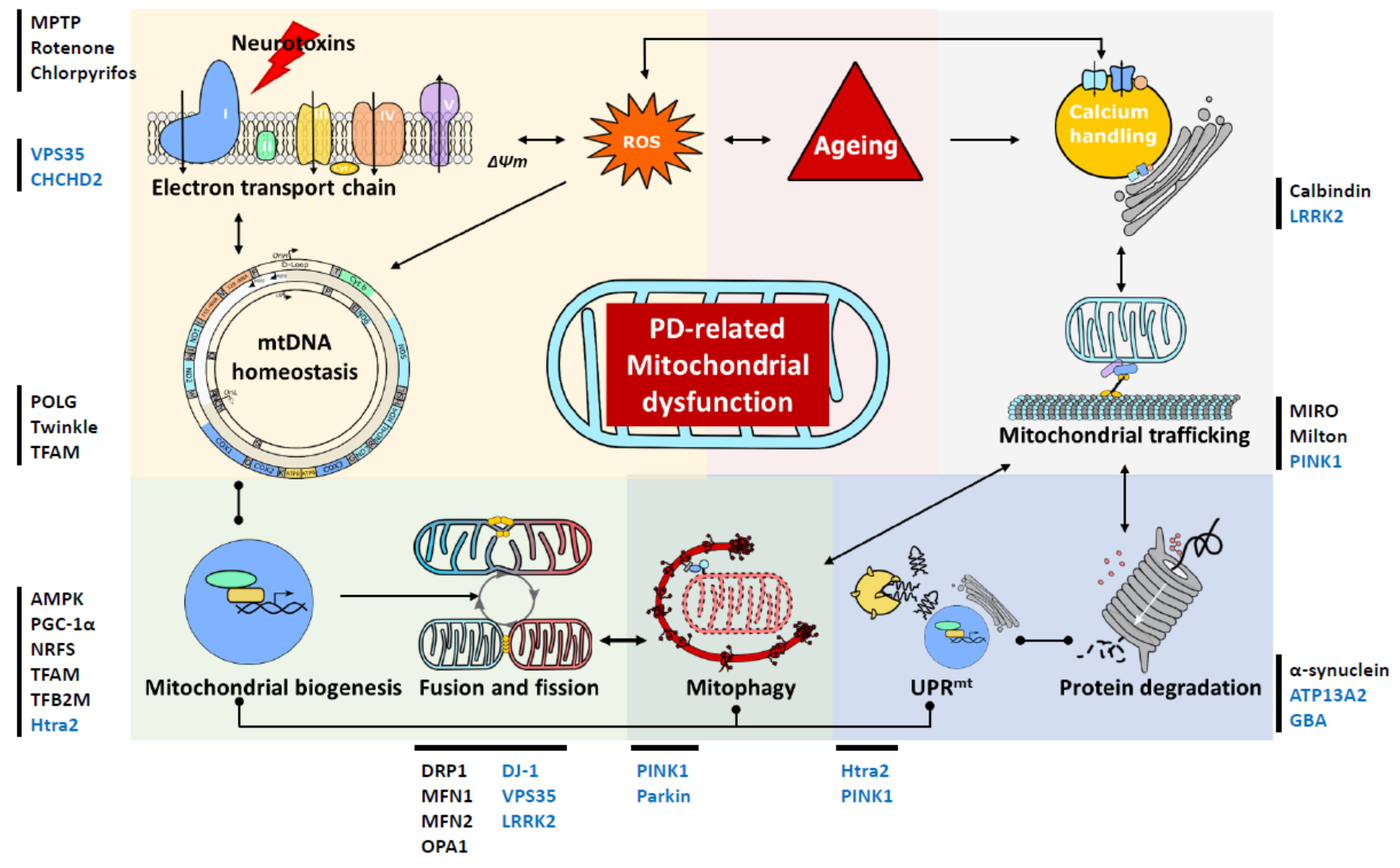 Biology | Free Full-Text | Mitochondrial Dysfunction in 