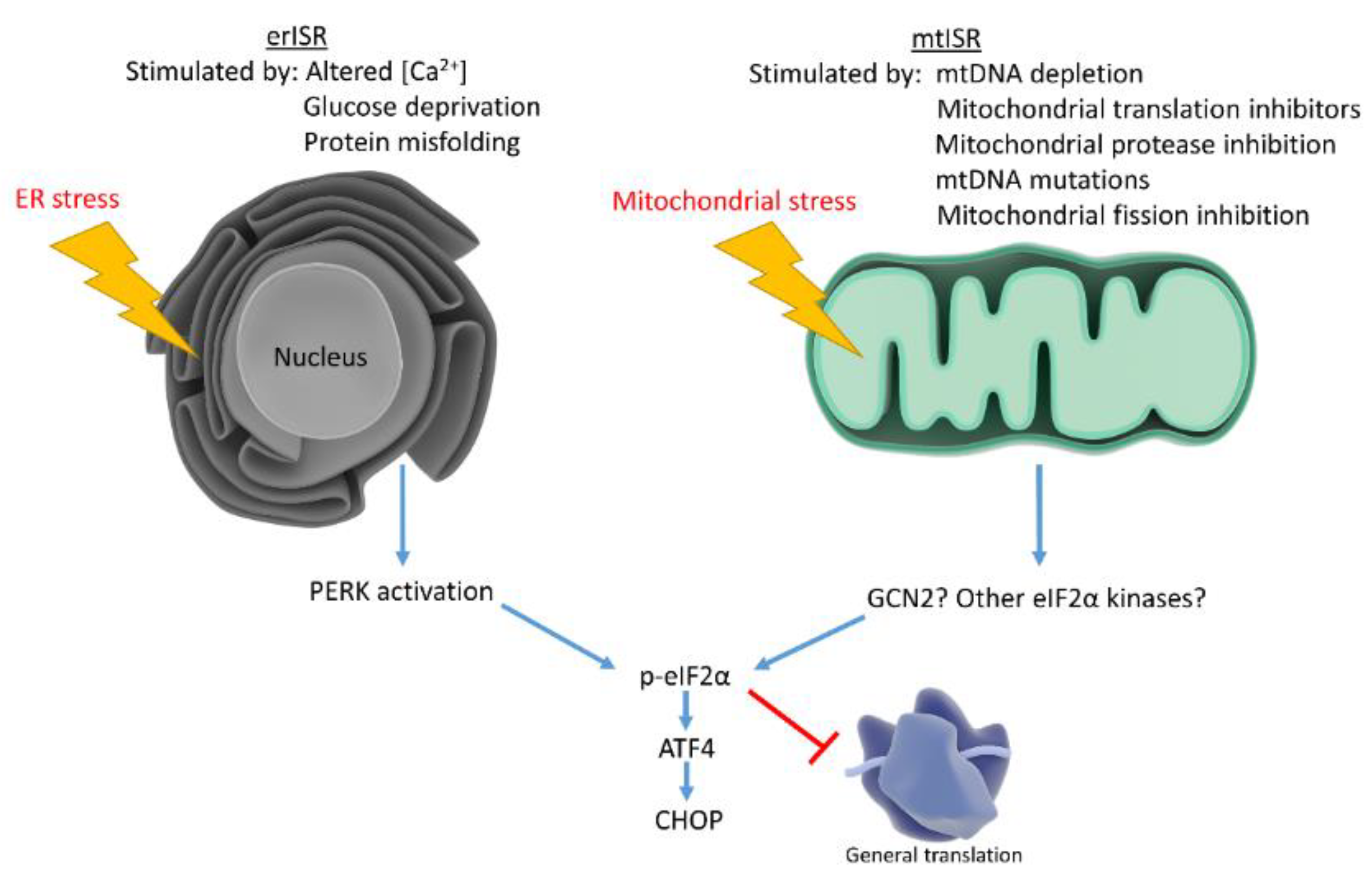 Biology 08 00039 g002 Biology 08 00039 g002