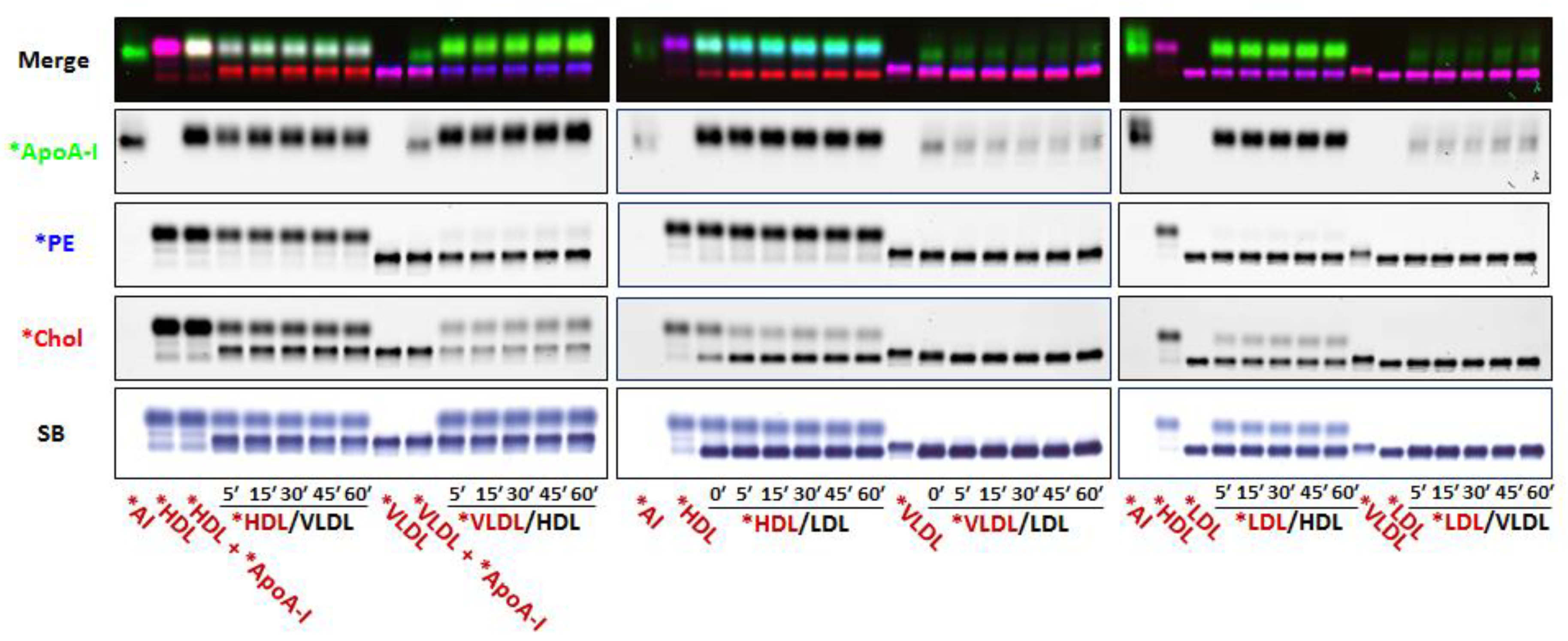 Biology 08 00053 g002 Biology 08 00053 g002