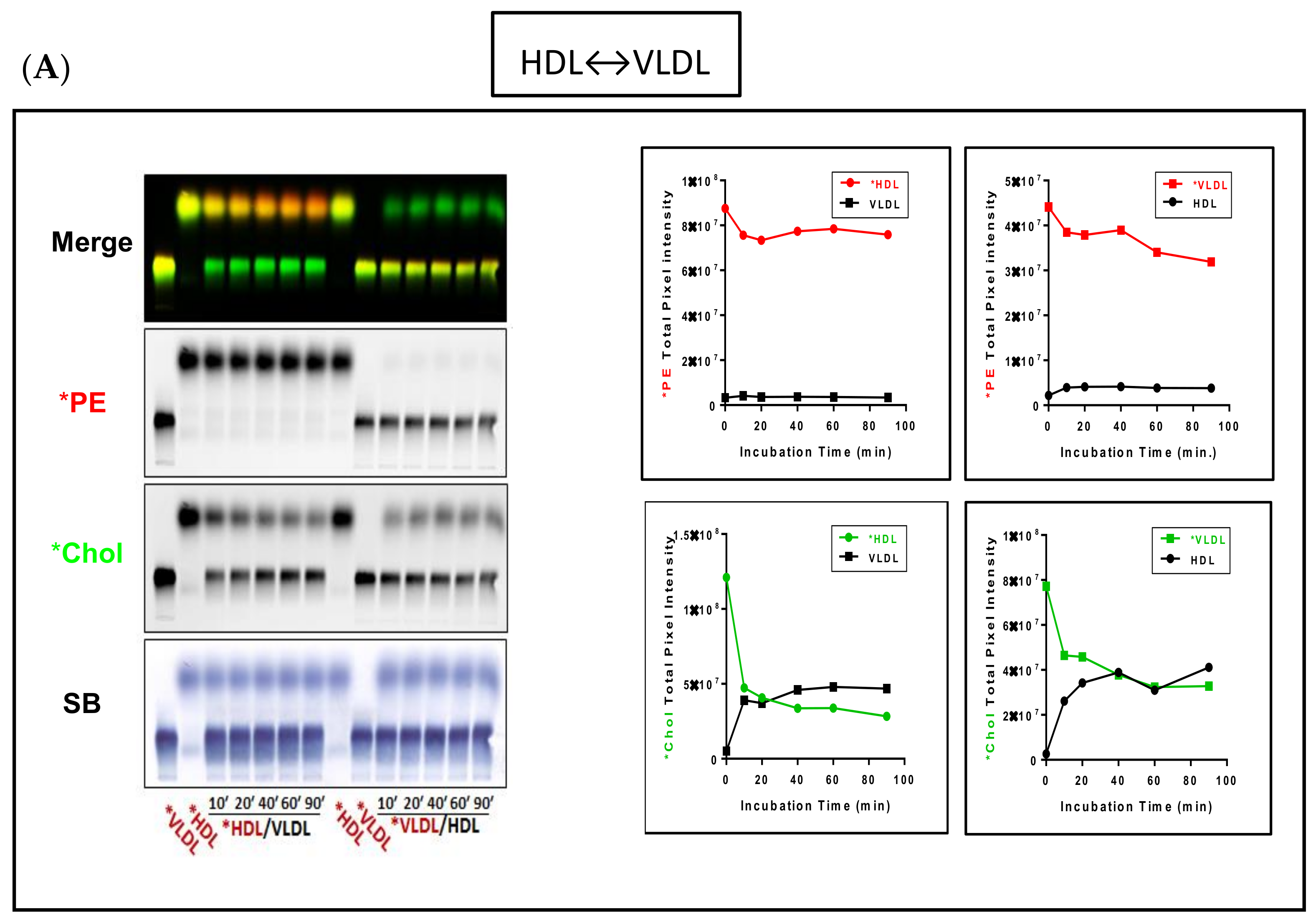 Biology 08 00053 g003a Biology 08 00053 g003a