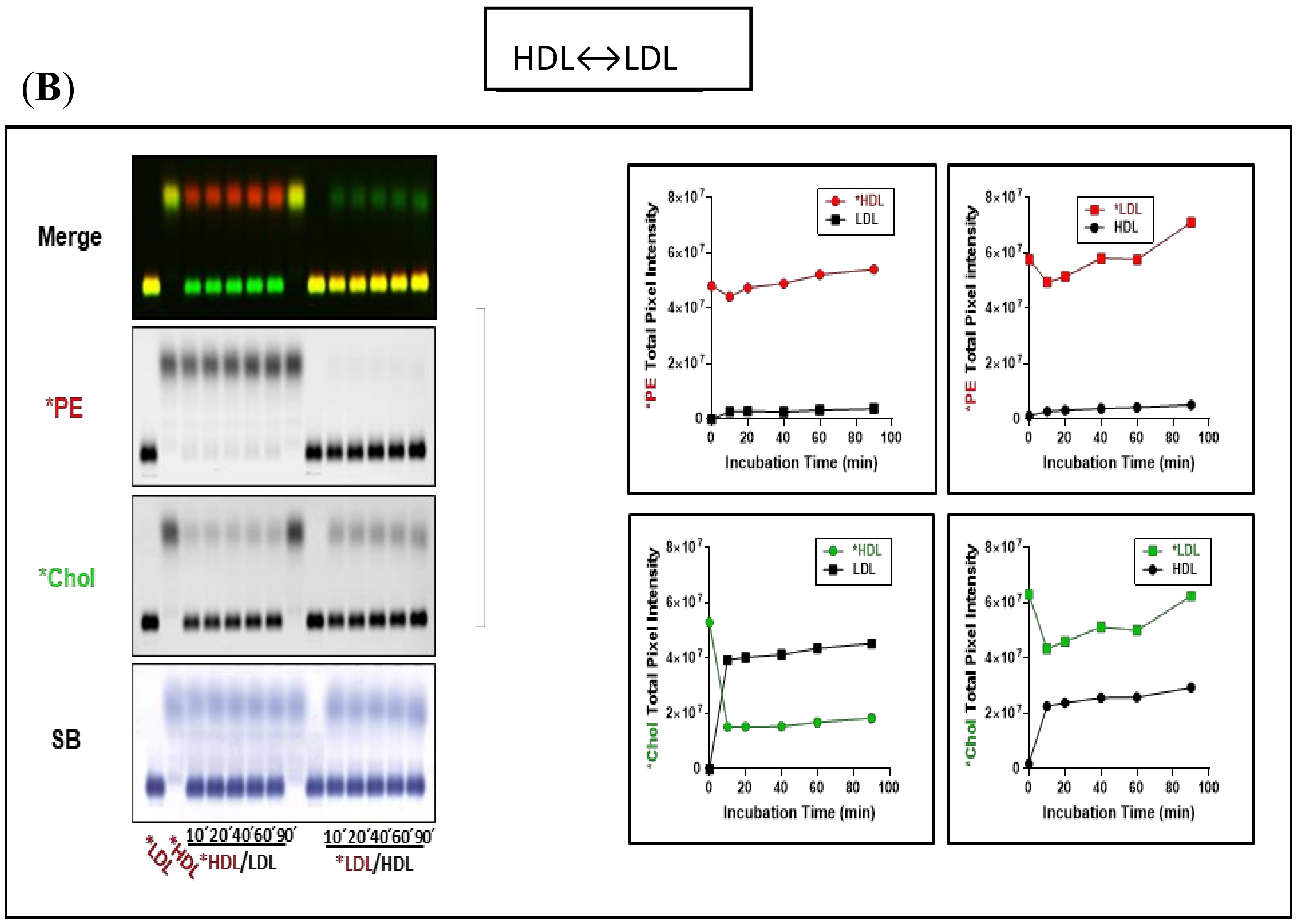 Biology 08 00053 g003b Biology 08 00053 g003b