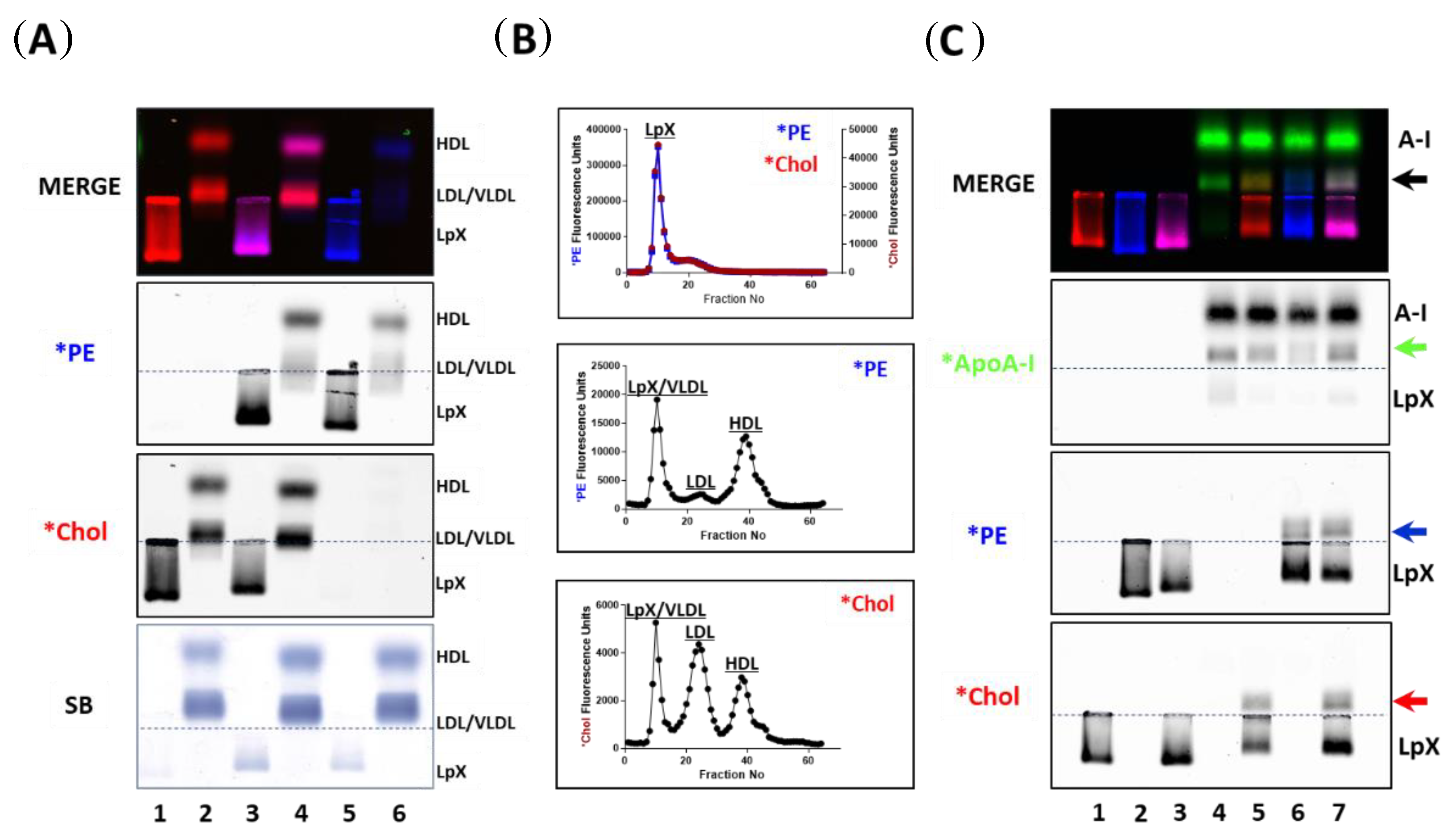 Biology 08 00053 g004 Biology 08 00053 g004