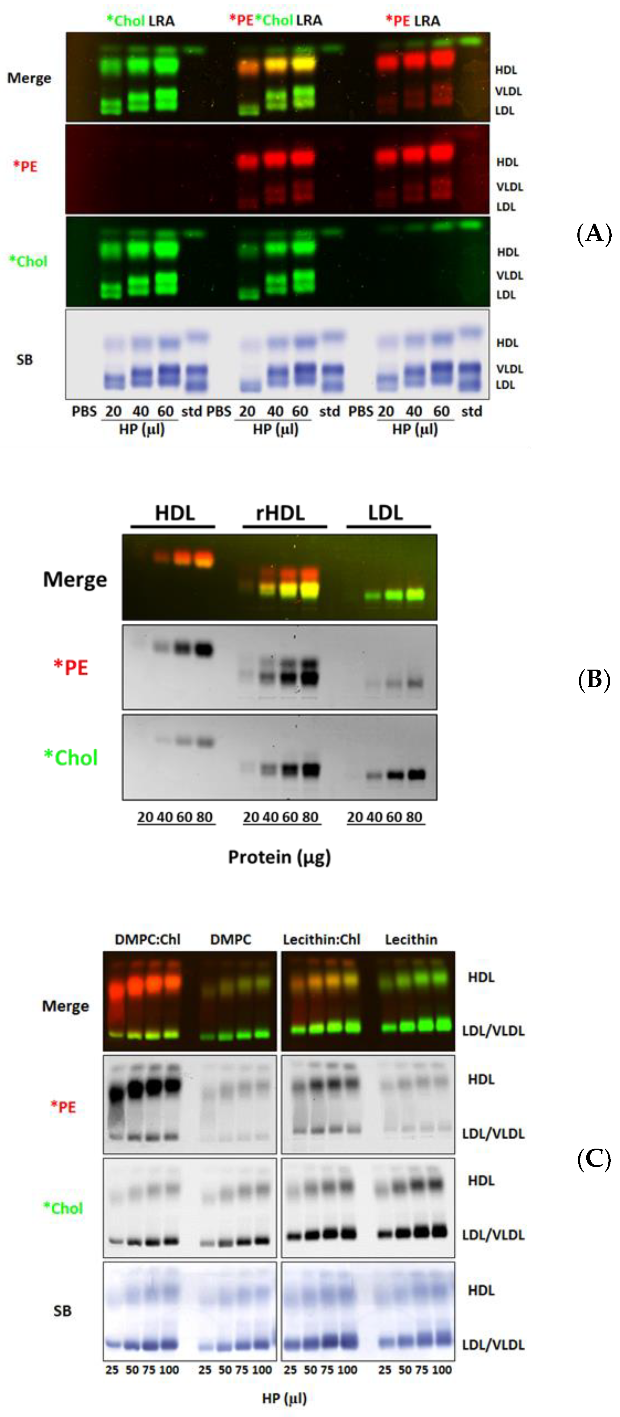 Biology 08 00053 g005 Biology 08 00053 g005