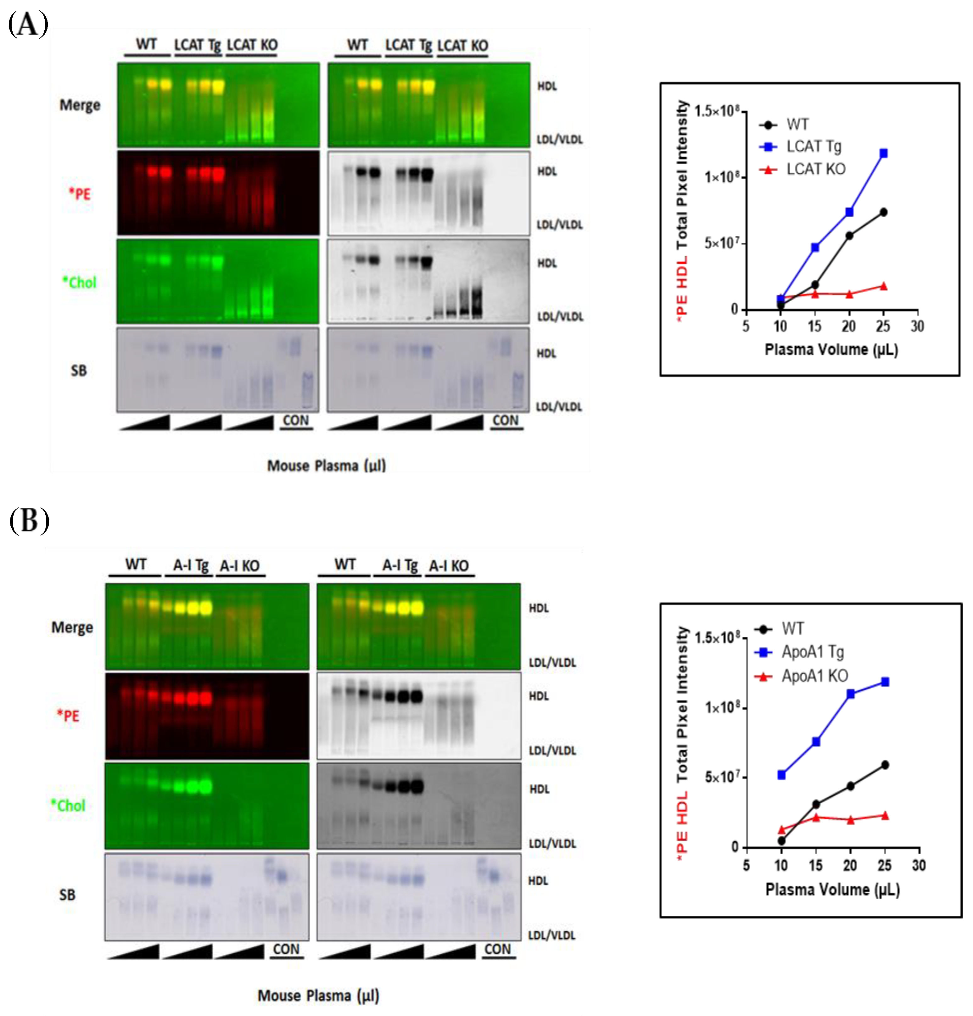 Biology 08 00053 g006 Biology 08 00053 g006
