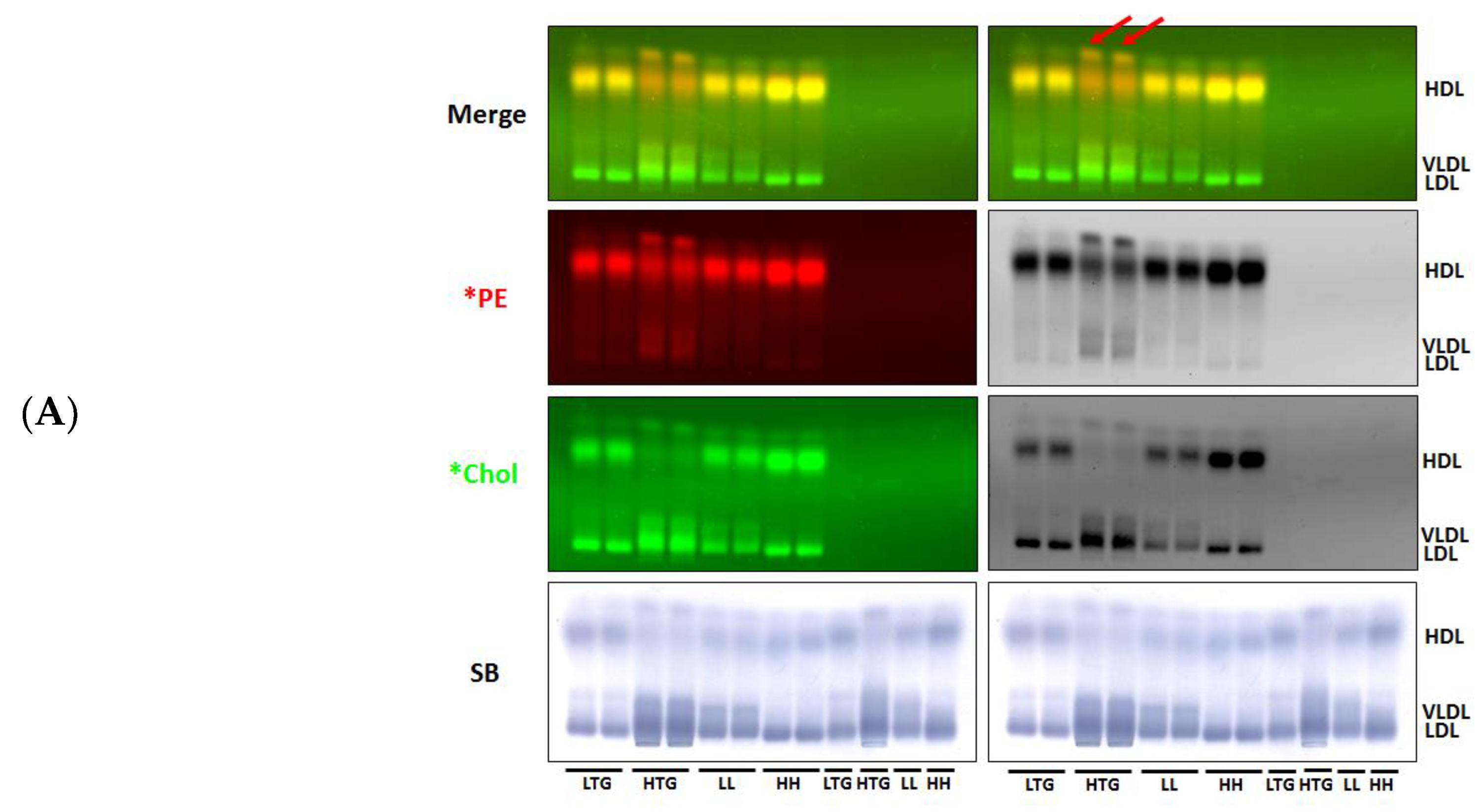 Biology 08 00053 g007a Biology 08 00053 g007a