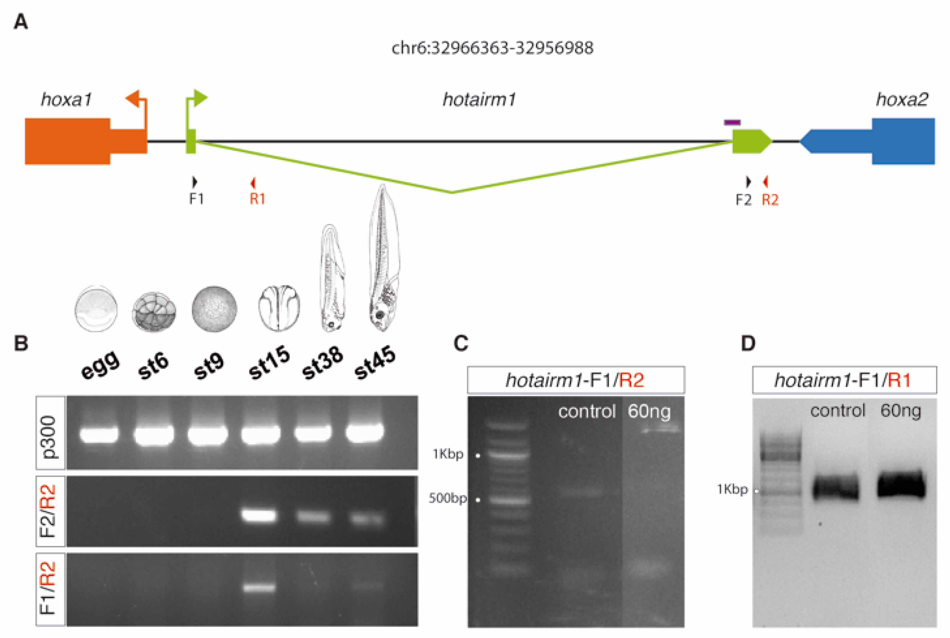 Biology 08 00061 g004