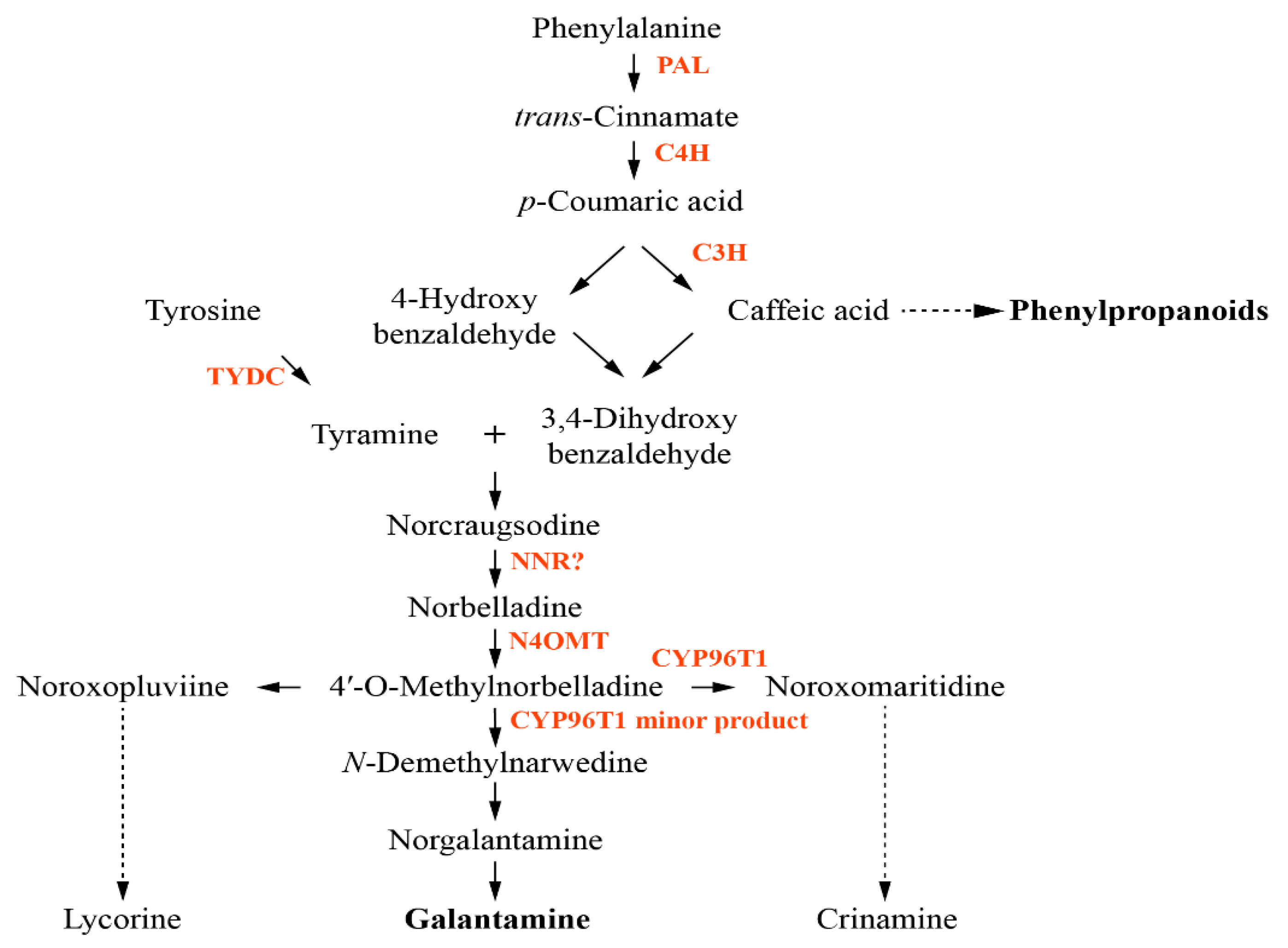 Фенилаланин биохимия. Фенилаланин 4 гидроксилаза. Фенилаланин гидроксилаза реакция. 1 Гидроксилаза. Фенилаланин редуктаза.