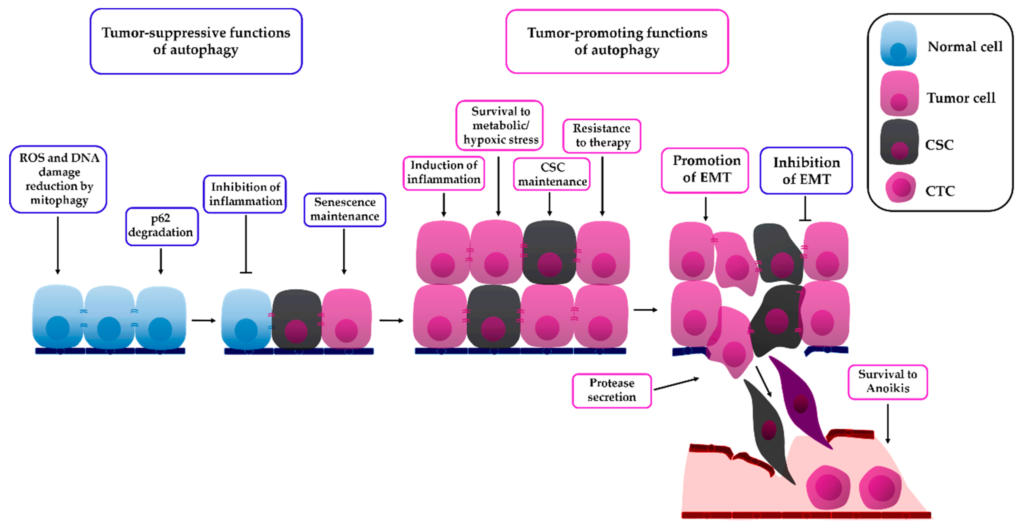 Biology 08 00071 g002 Biology 08 00071 g002