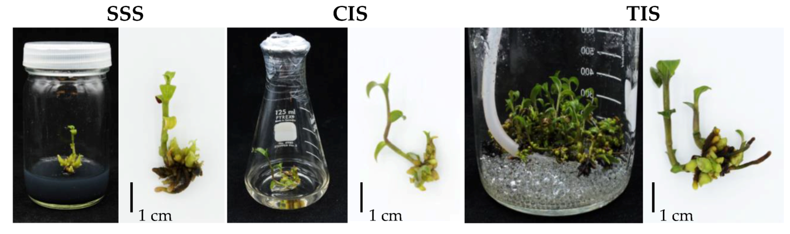 Biology 08 00072 g001
