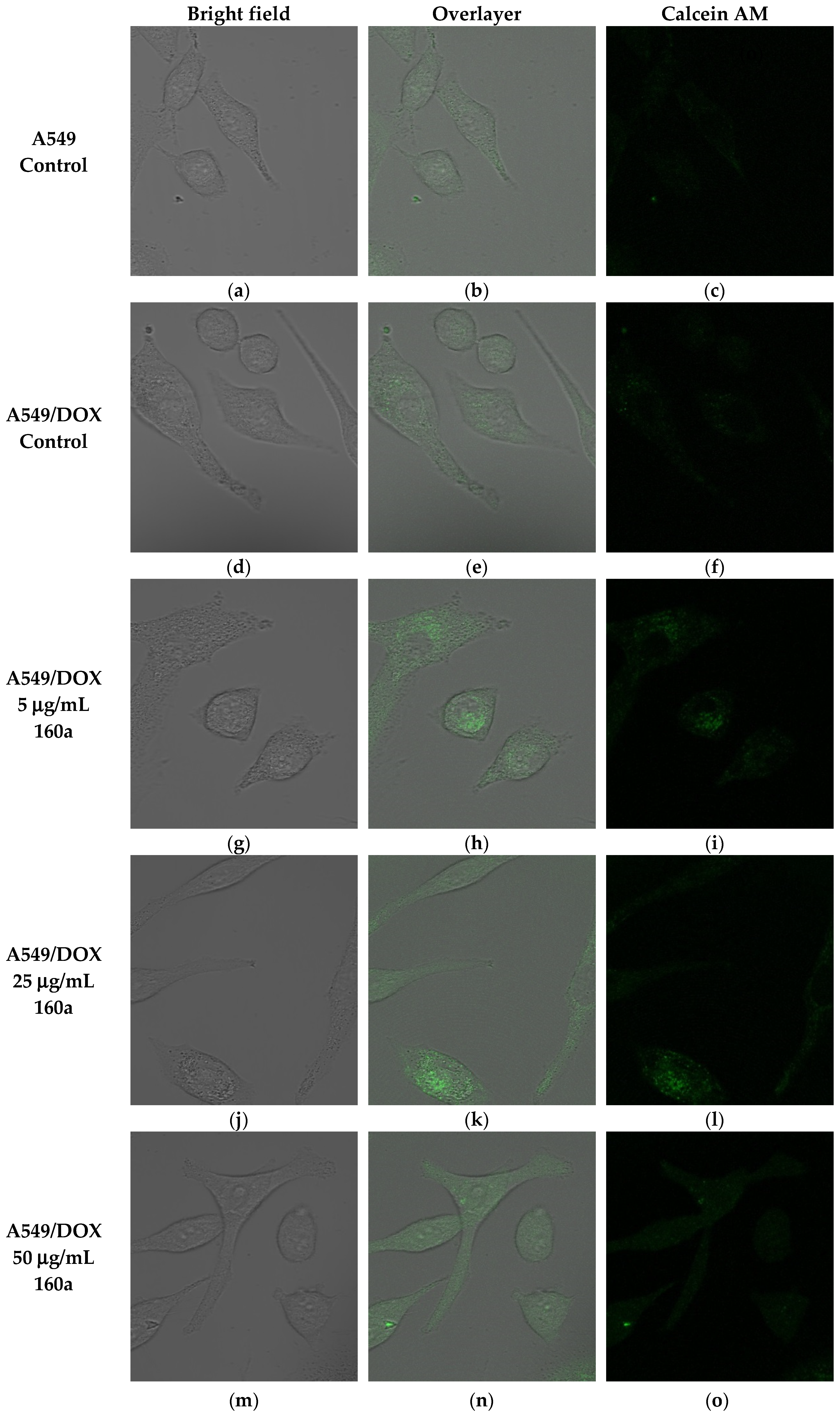Biology 08 00075 g006a