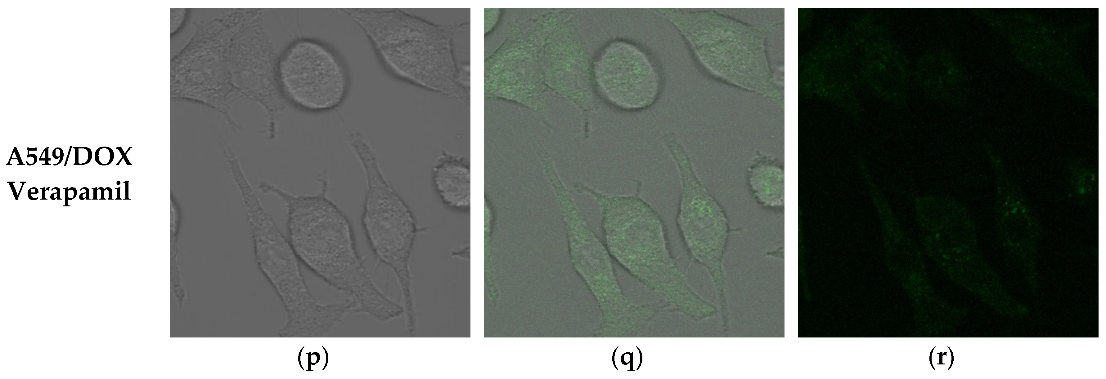 Biology 08 00075 g006b