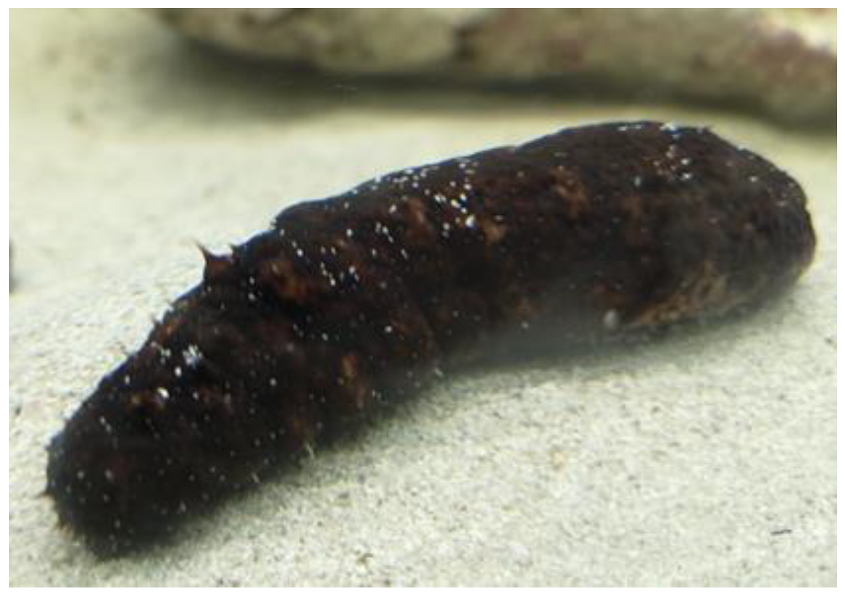 Biology 08 00076 g001 Biology 08 00076 g001