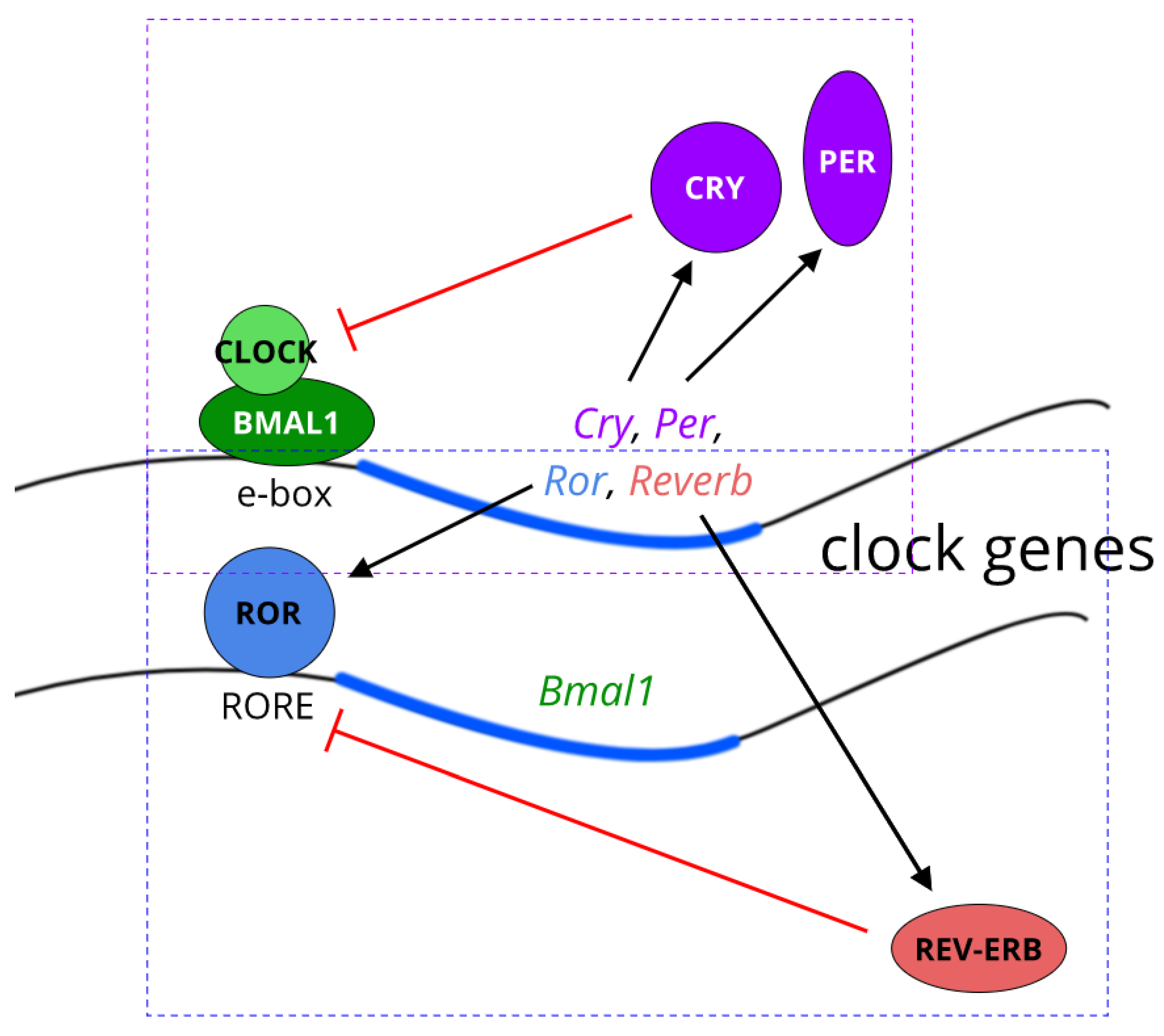 Biology 08 00079 g001 Biology 08 00079 g001