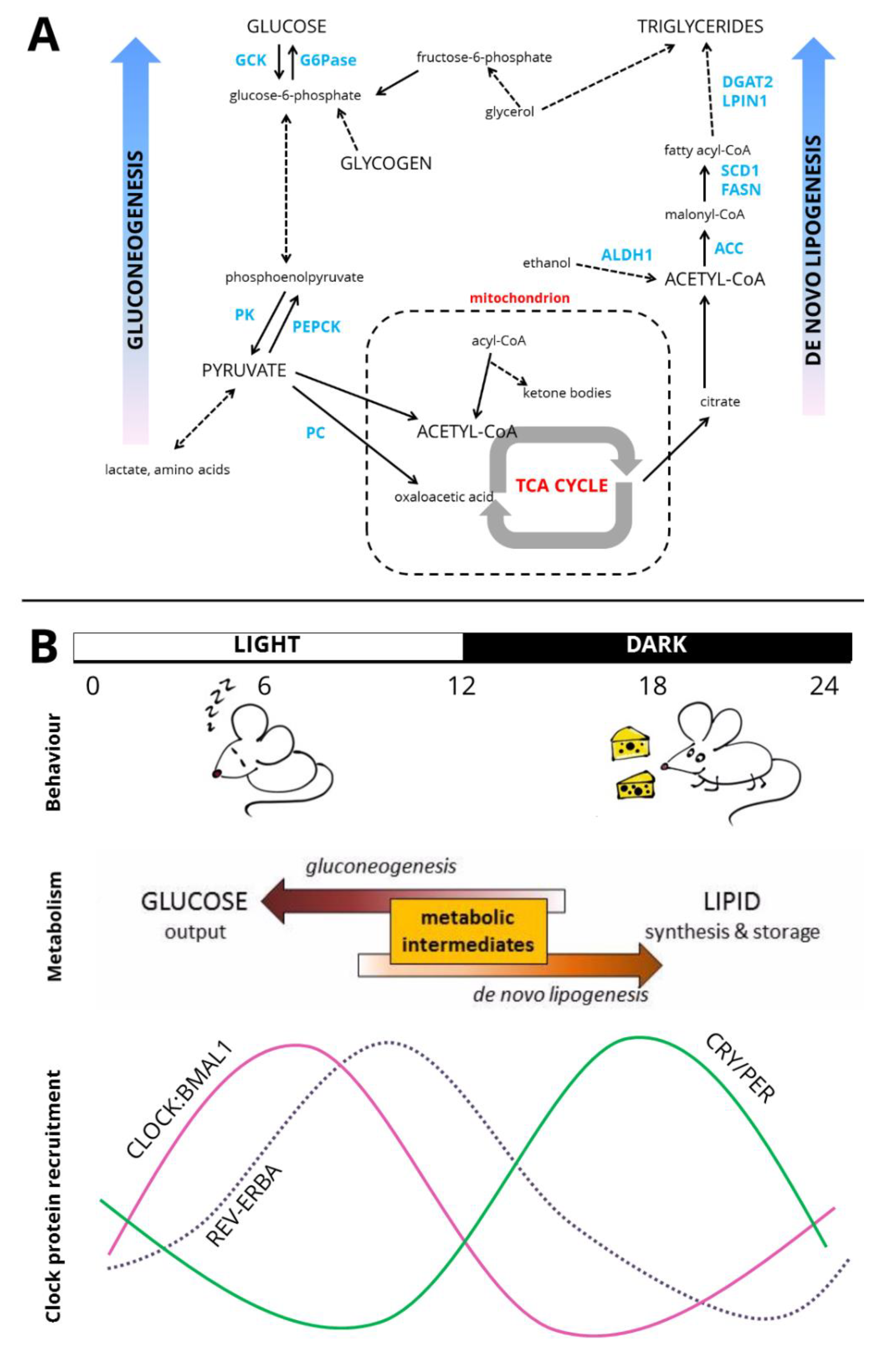 Biology 08 00079 g002 Biology 08 00079 g002