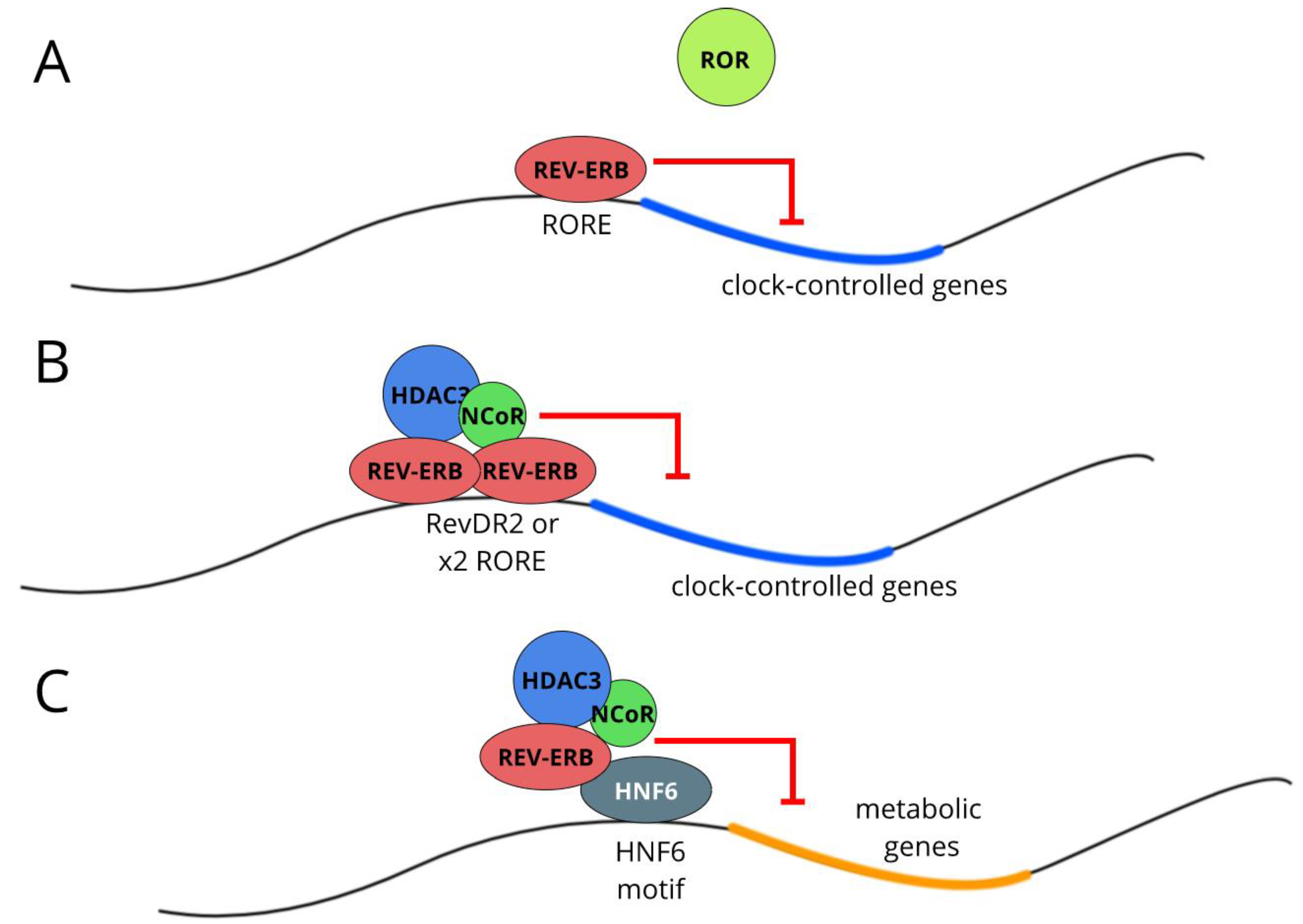 Biology 08 00079 g003 Biology 08 00079 g003