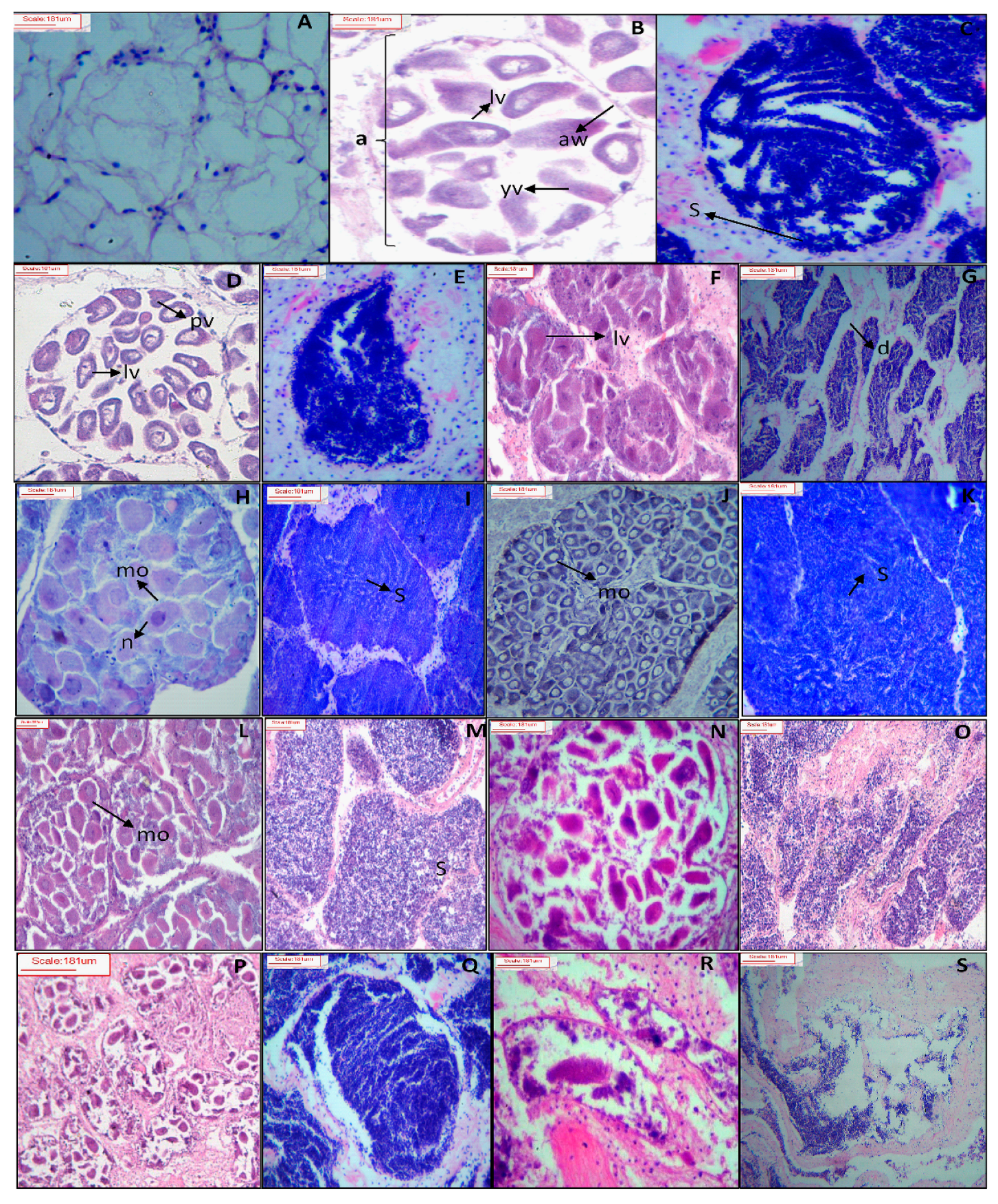 Biology 08 00088 g002 Biology 08 00088 g002