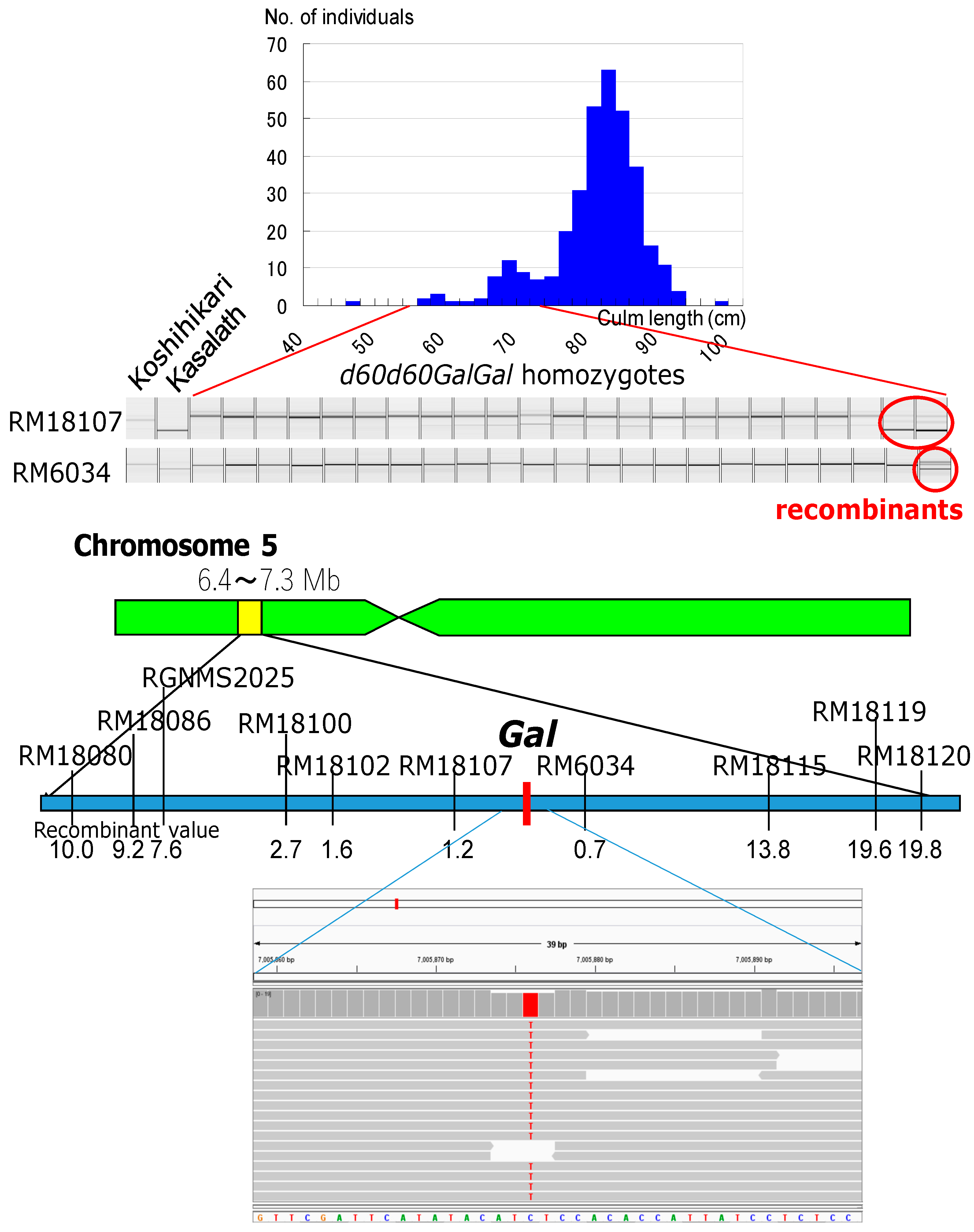 Biology 08 00094 g006 Biology 08 00094 g006
